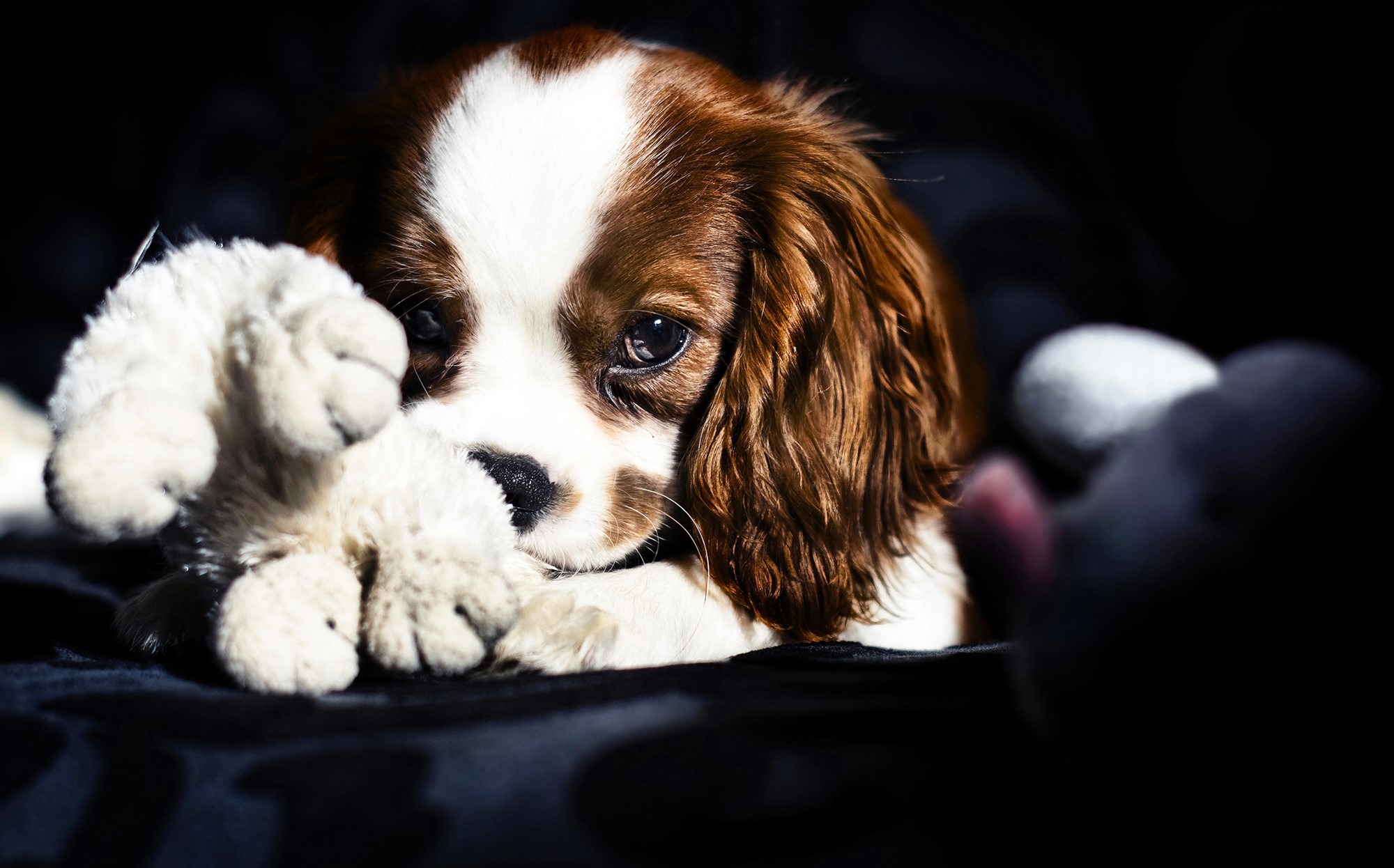Cavalier King Charles Spaniel puppy with a toy HD Wallpaper