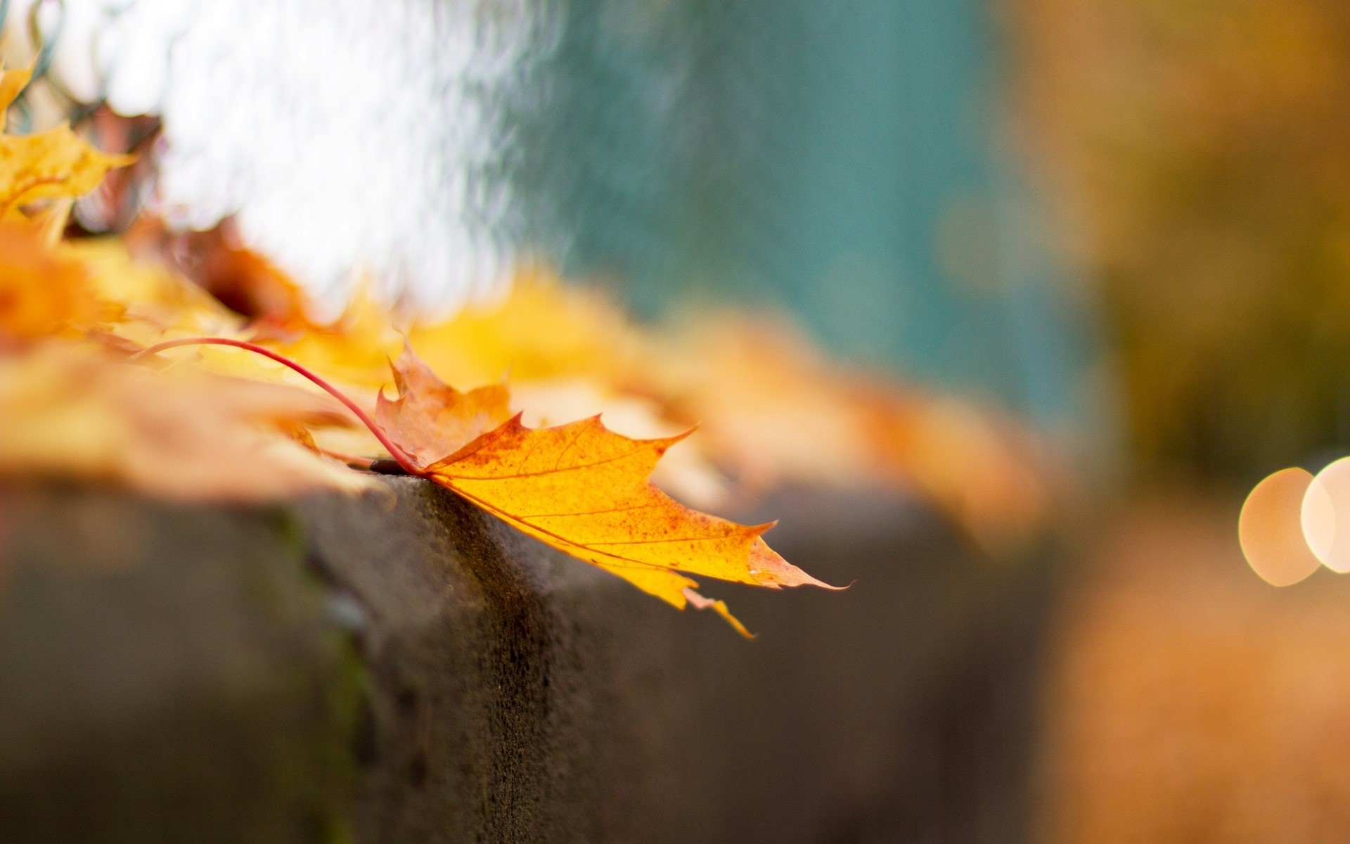 Autumn Maple Leaves on a Ledge HD Wallpaper