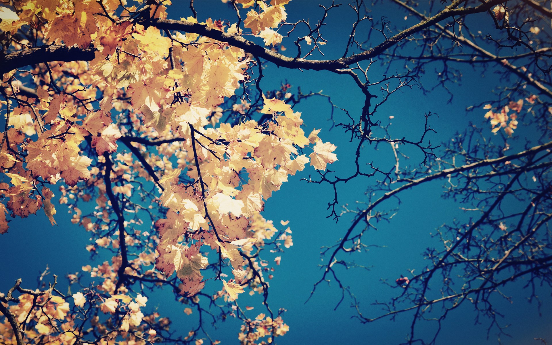 Autumn Maple Branches Against Blue Sky HD Wallpaper