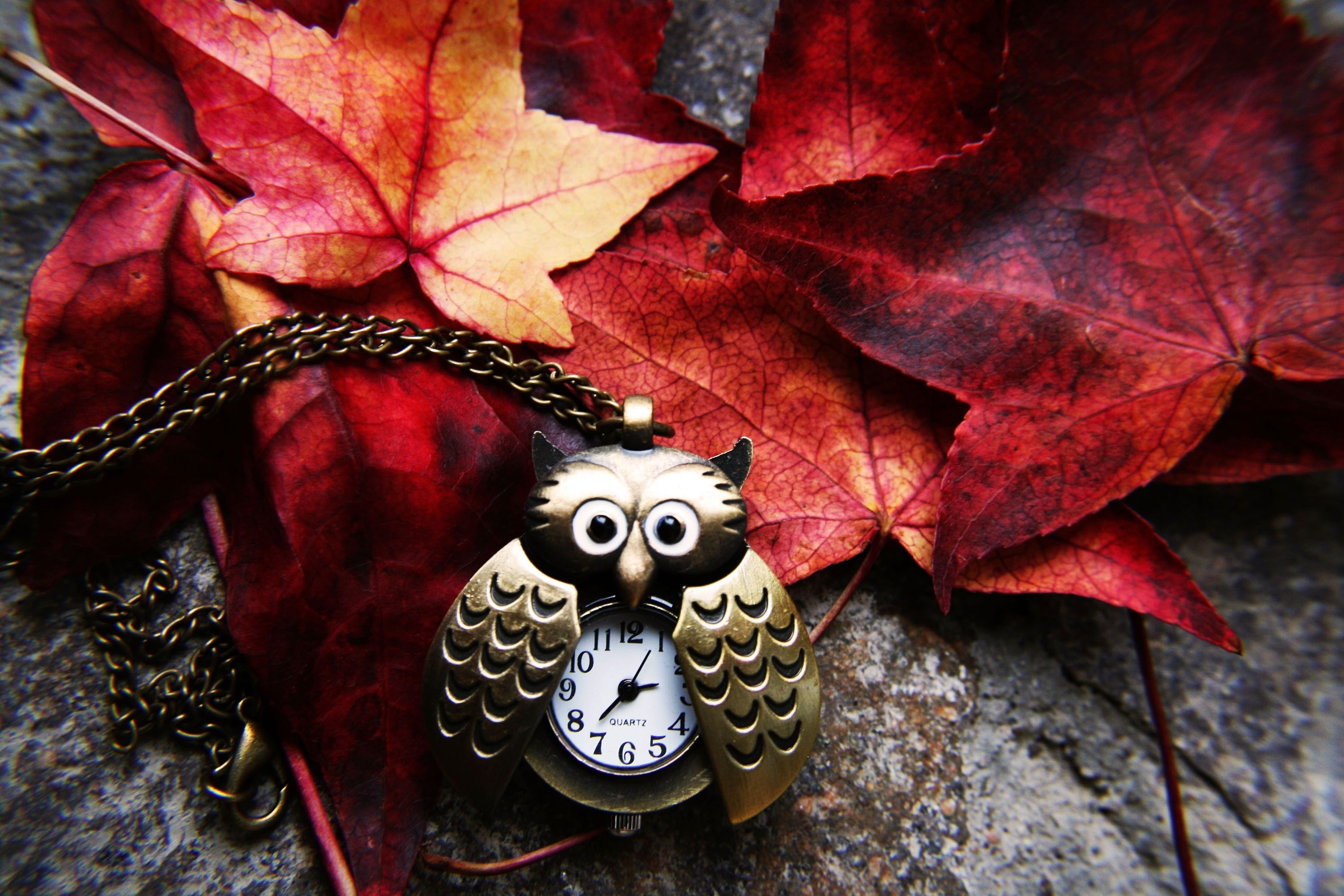 Owl pocket watch on autumn leaves HD Wallpaper