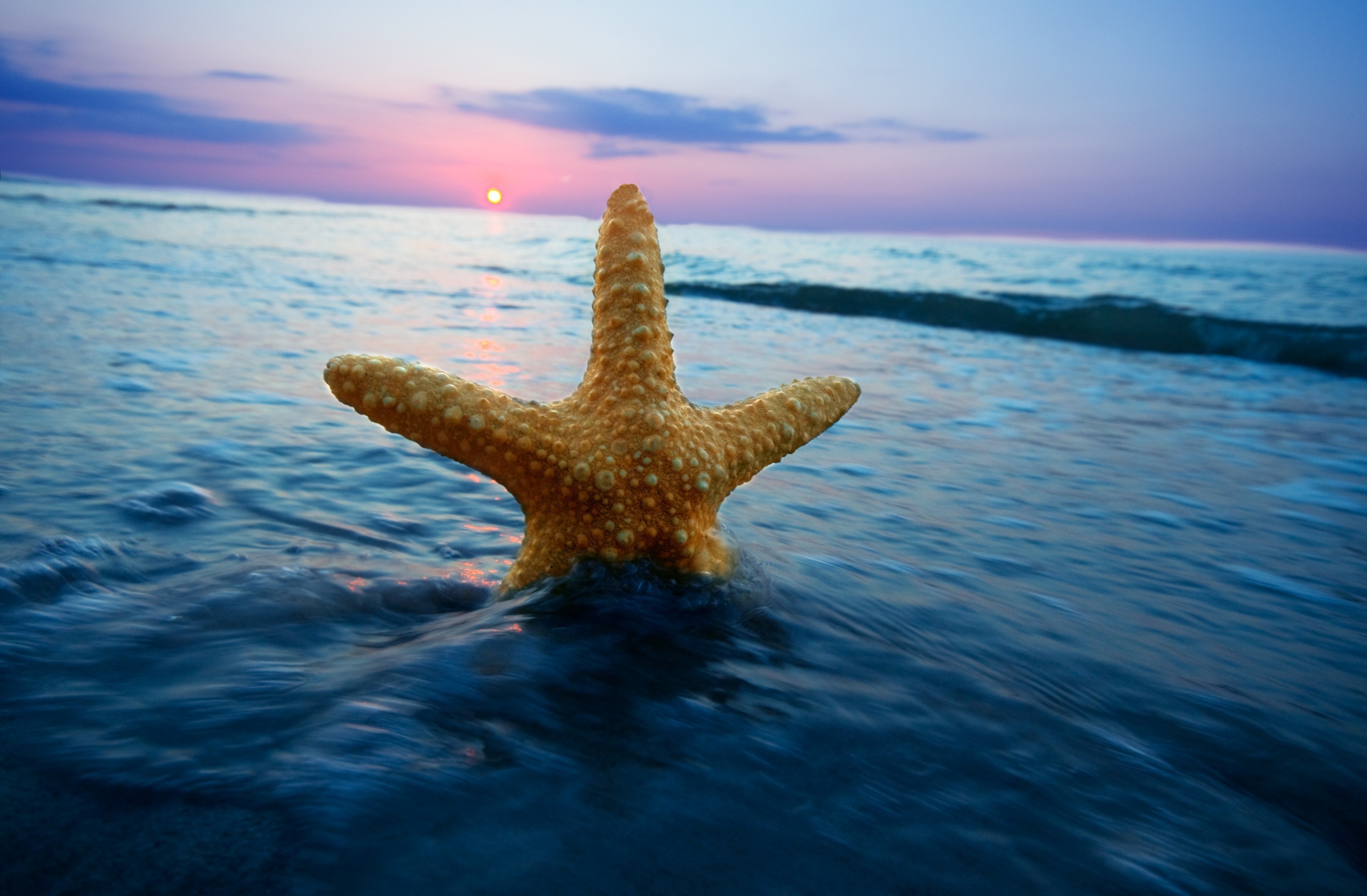 Starfish in the ocean at sunset HD Wallpaper