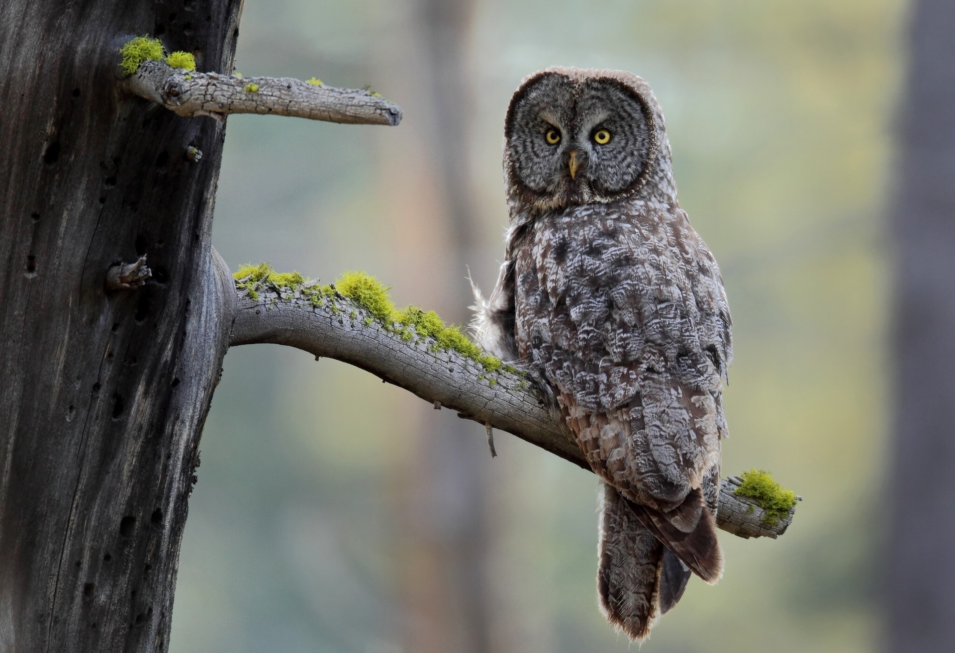 Great Gray Owl perched on a mossy branch HD Wallpaper