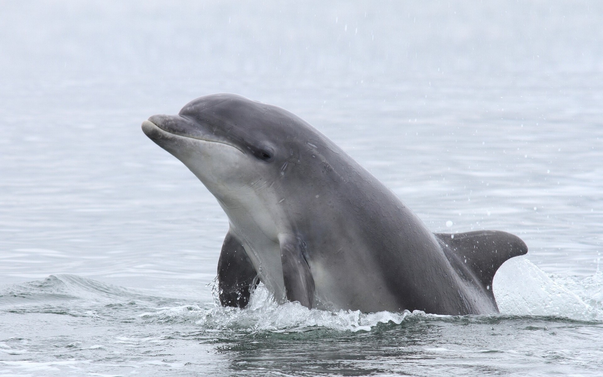 Dolphin surfacing in the ocean HD Wallpaper