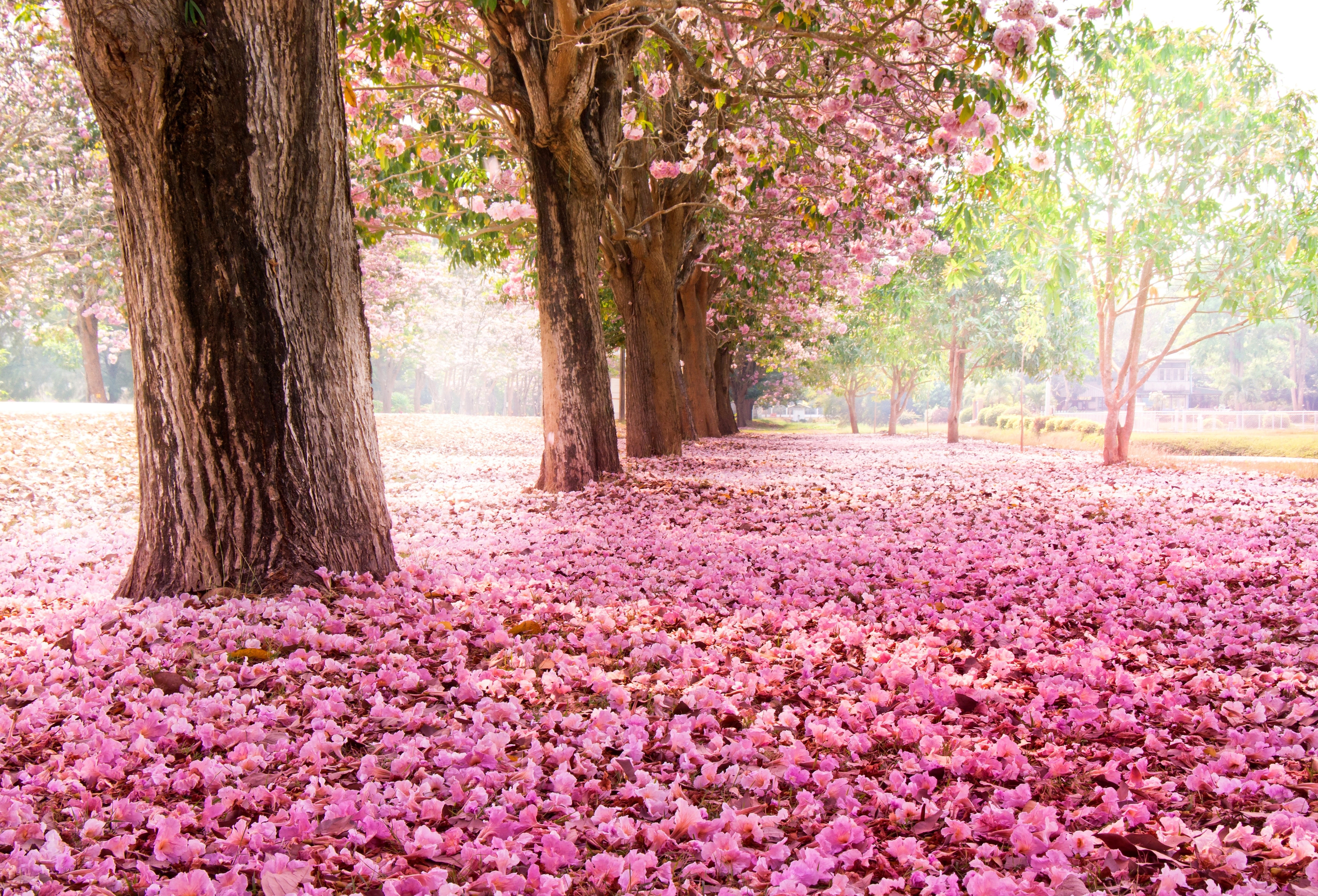 Park with flowering trees and pink petals on the ground HD Wallpaper