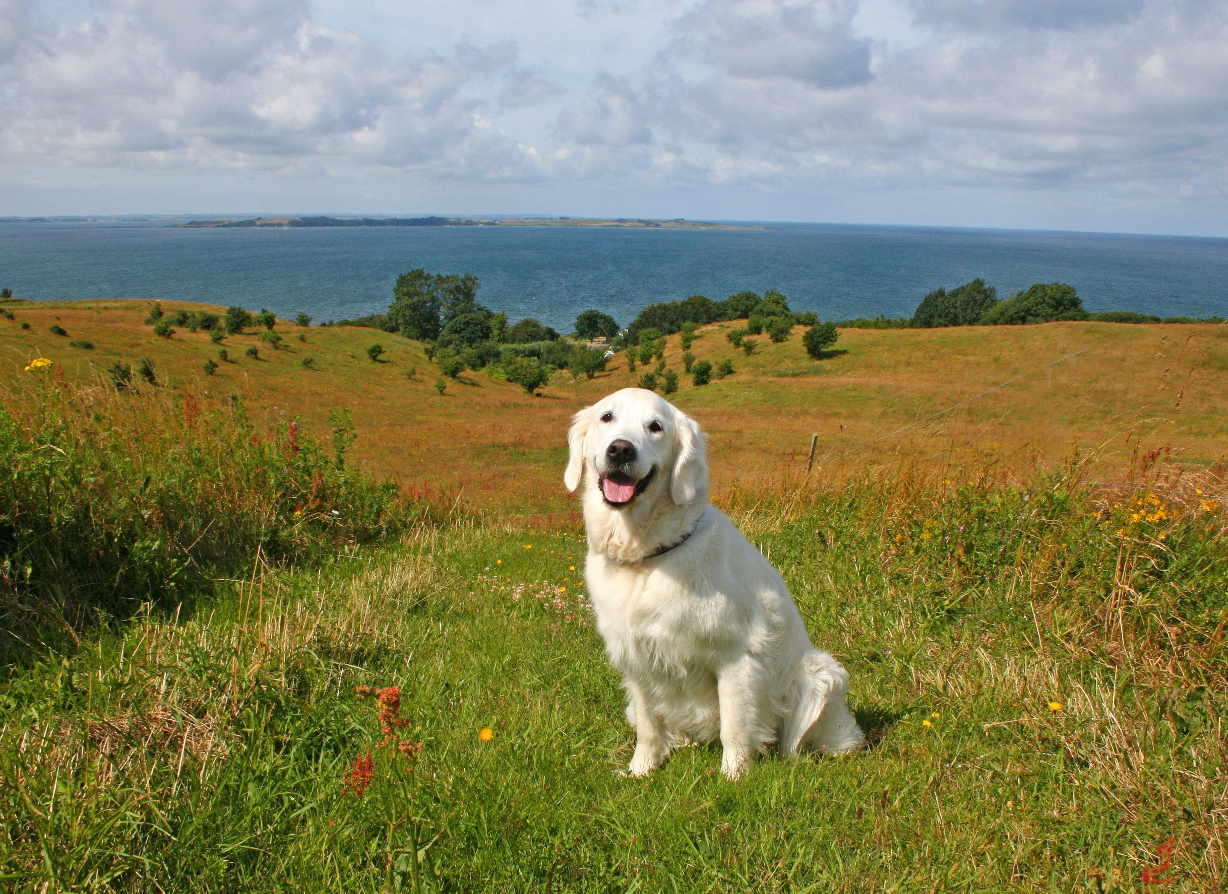 Golden Retriever dog sitting in a grassy field overlooking the ocean HD Wallpaper