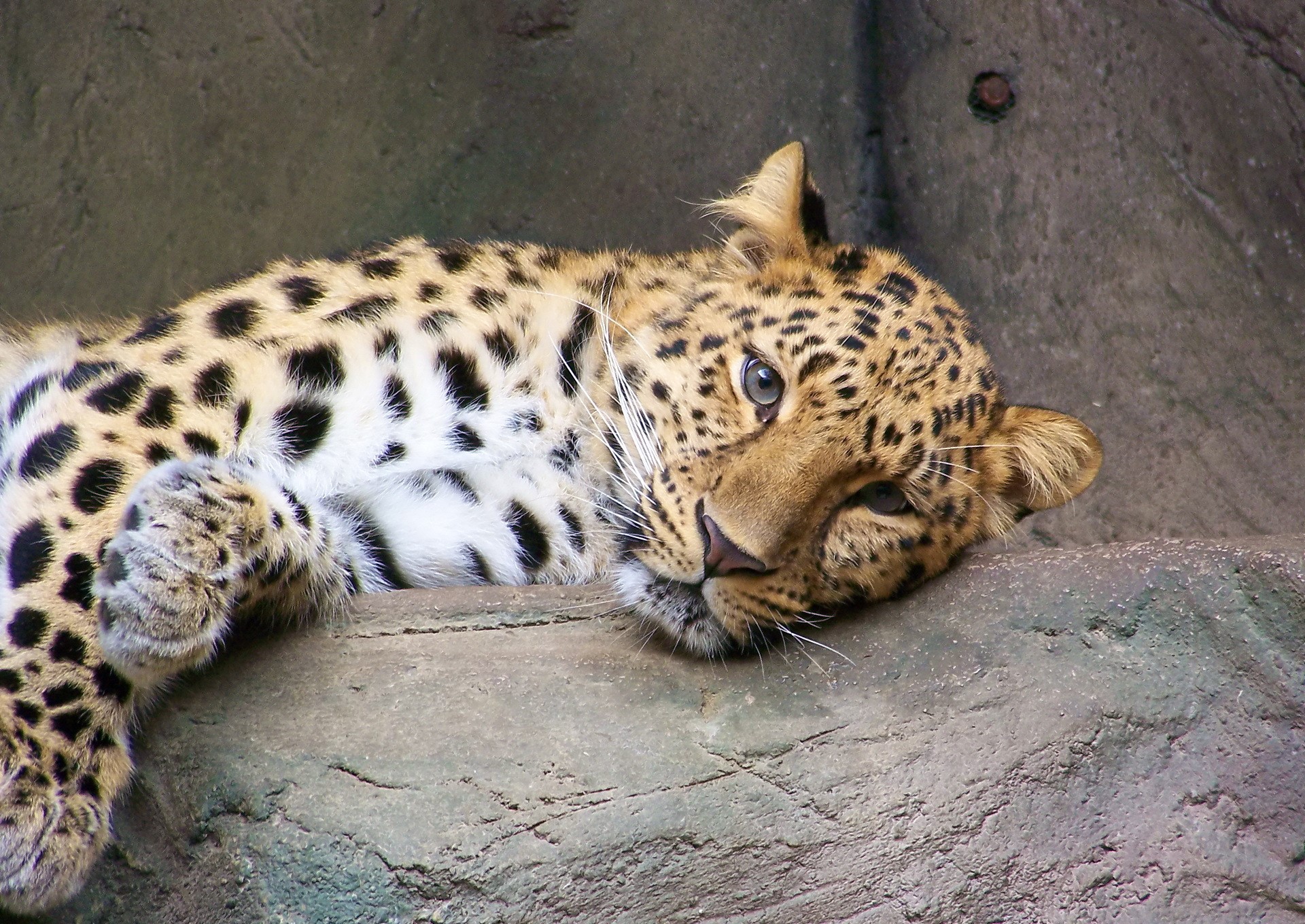 Leopard resting on a rock HD Wallpaper