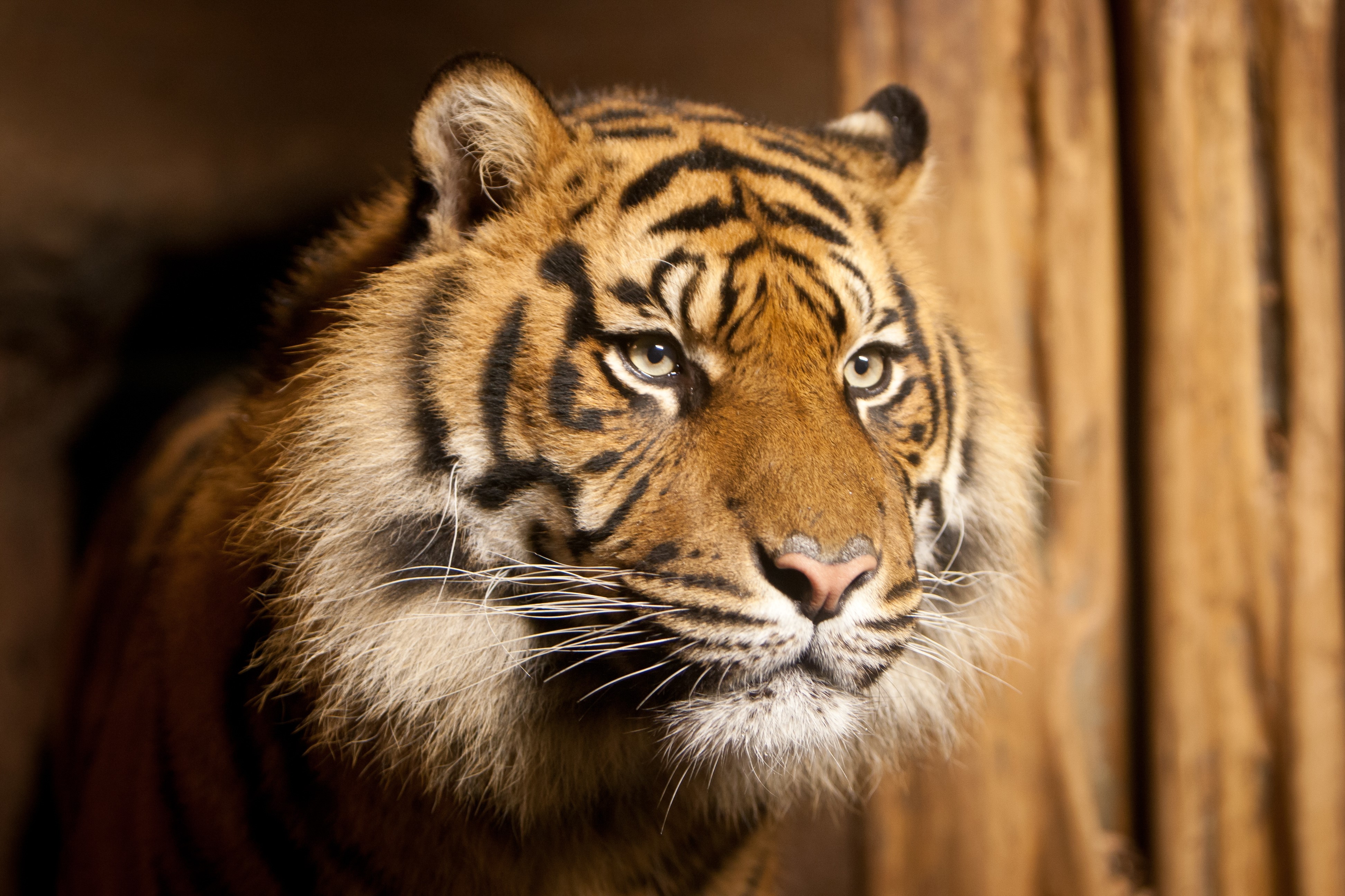 Tiger looking to the side HD Wallpaper