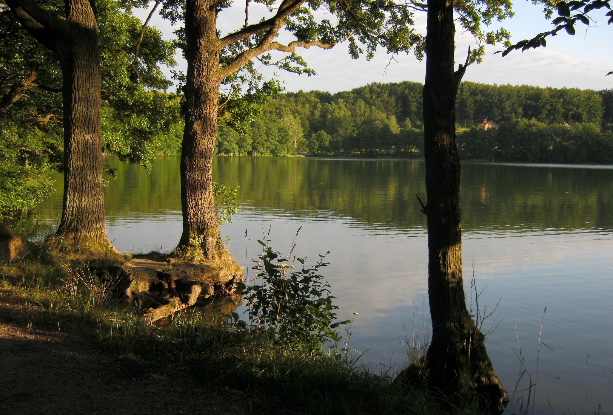 Lake Marchowo in Poland with trees on the shore HD Wallpaper