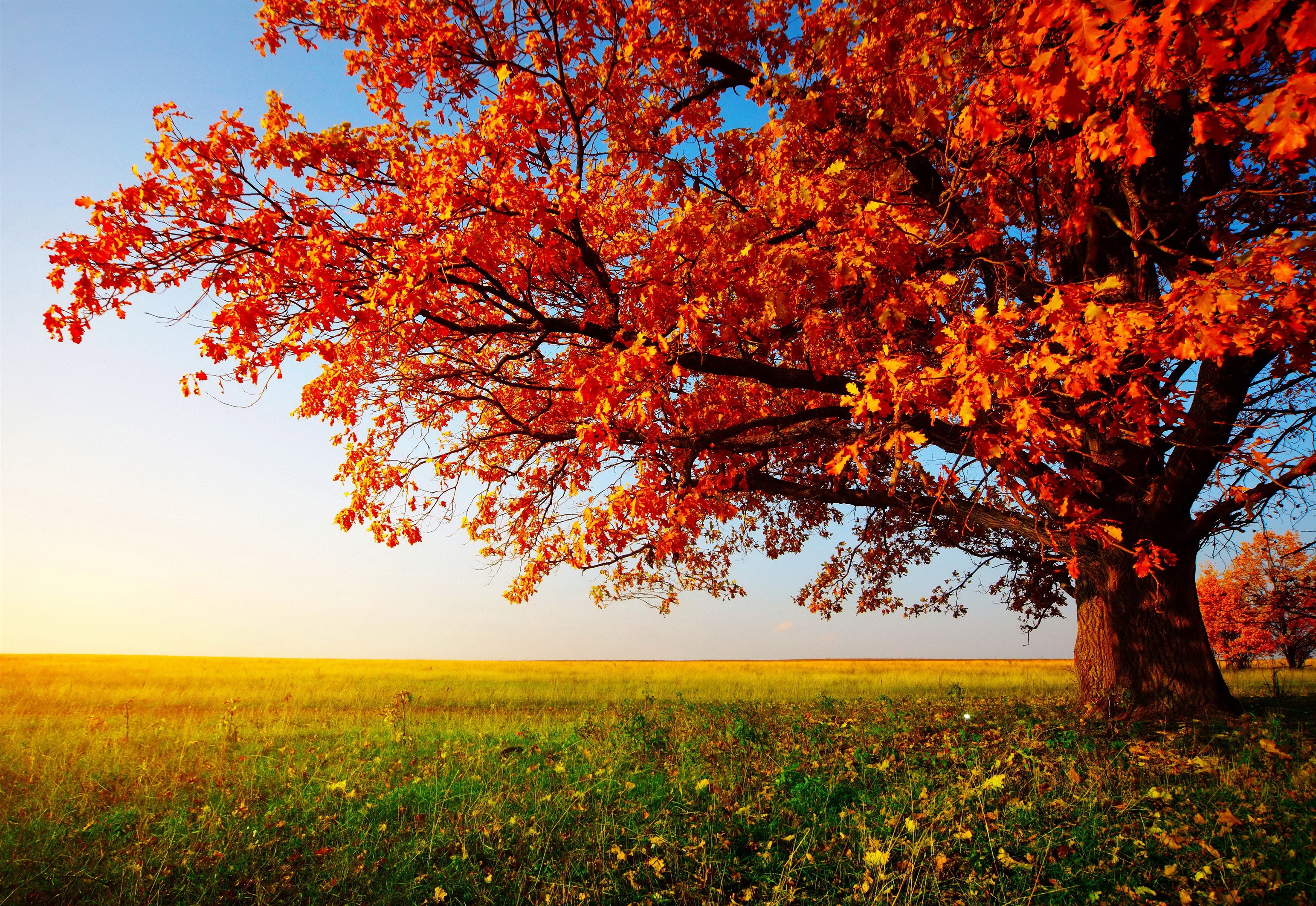 Vibrant Autumn Tree in Sunlit Field HD Wallpaper