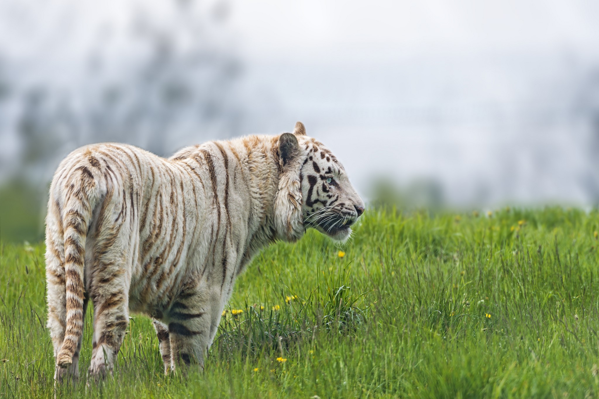 White tiger standing in green grass HD Wallpaper