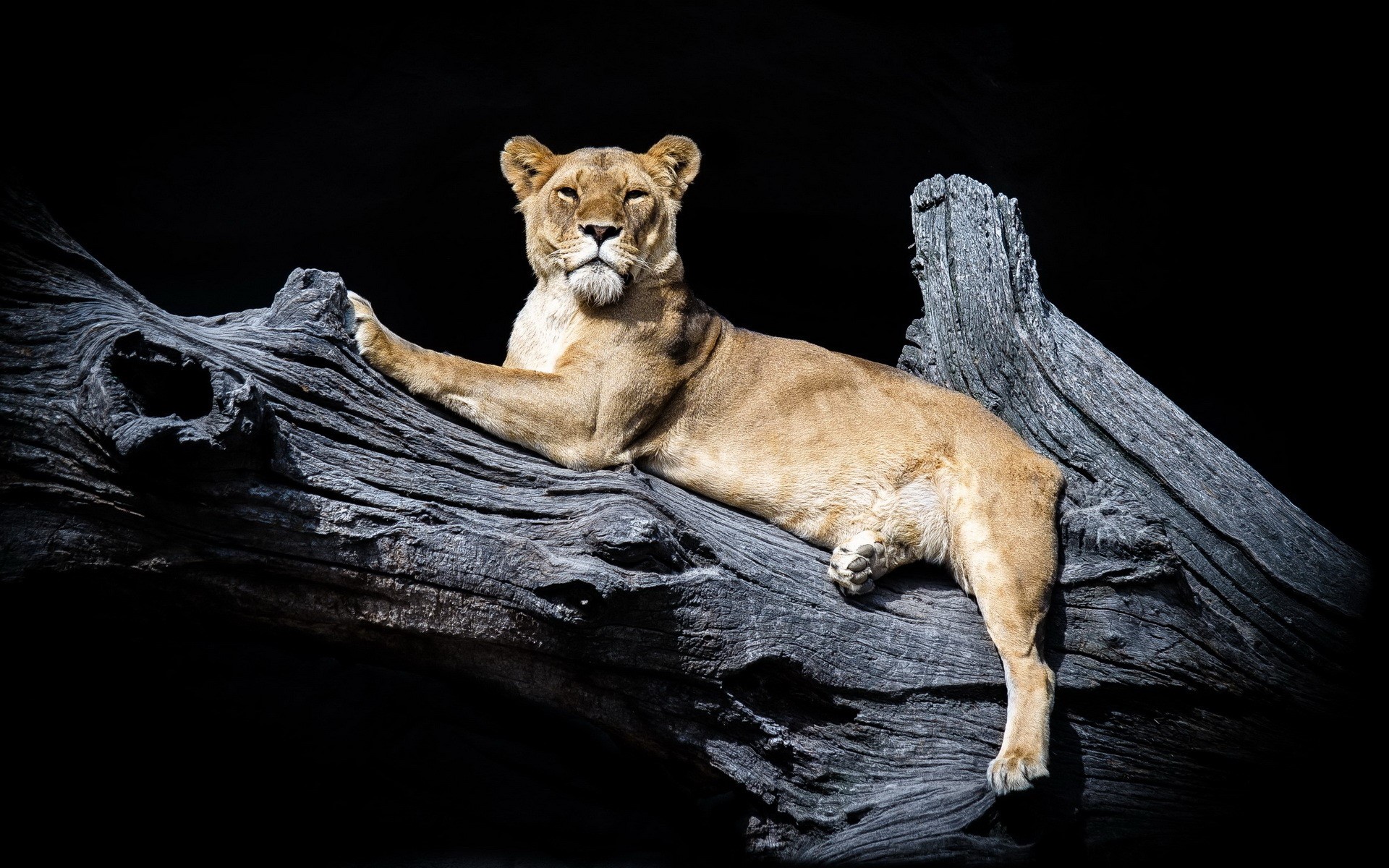 Lioness resting on a large tree trunk HD Wallpaper