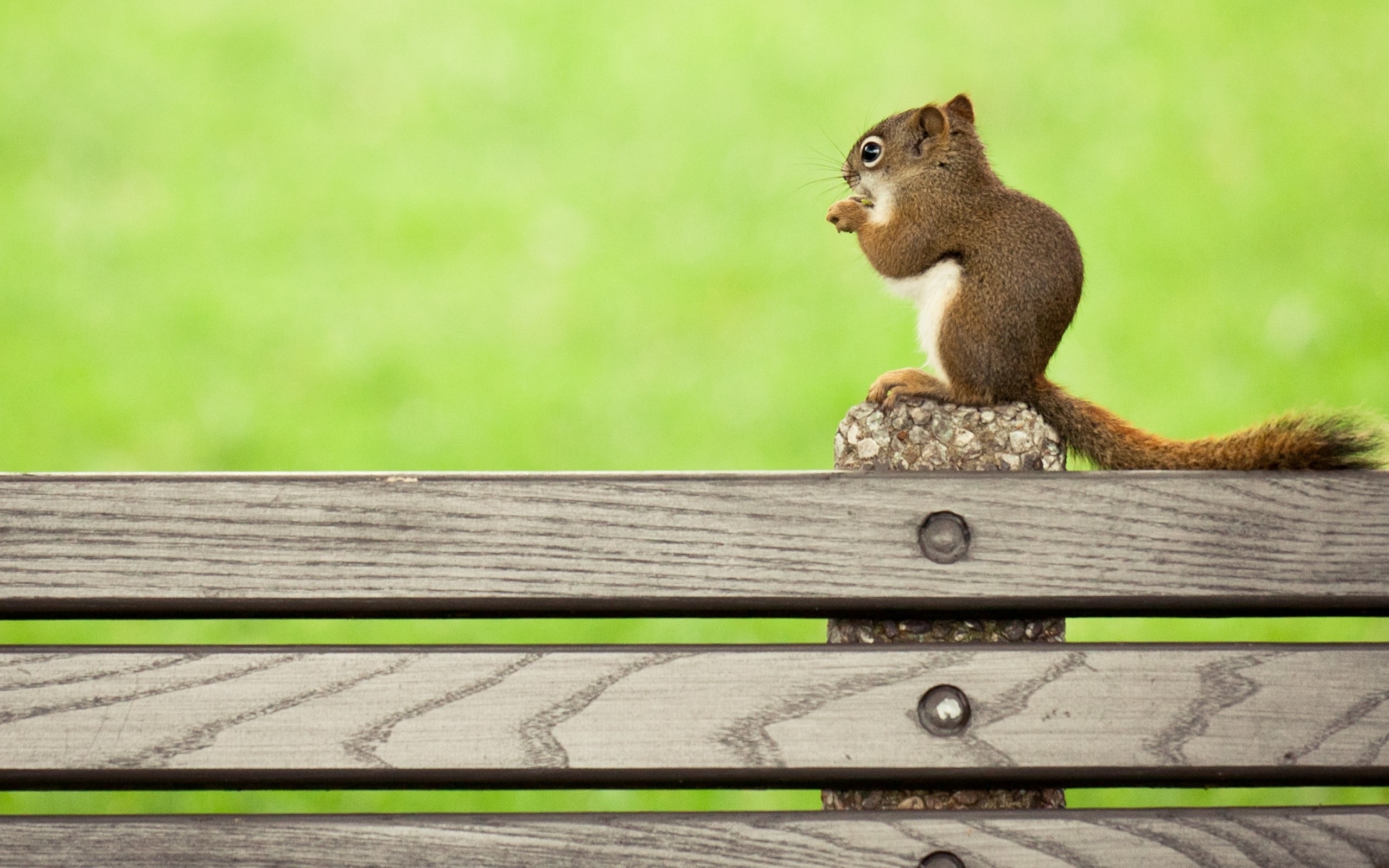 Squirrel eating on a wooden bench HD Wallpaper