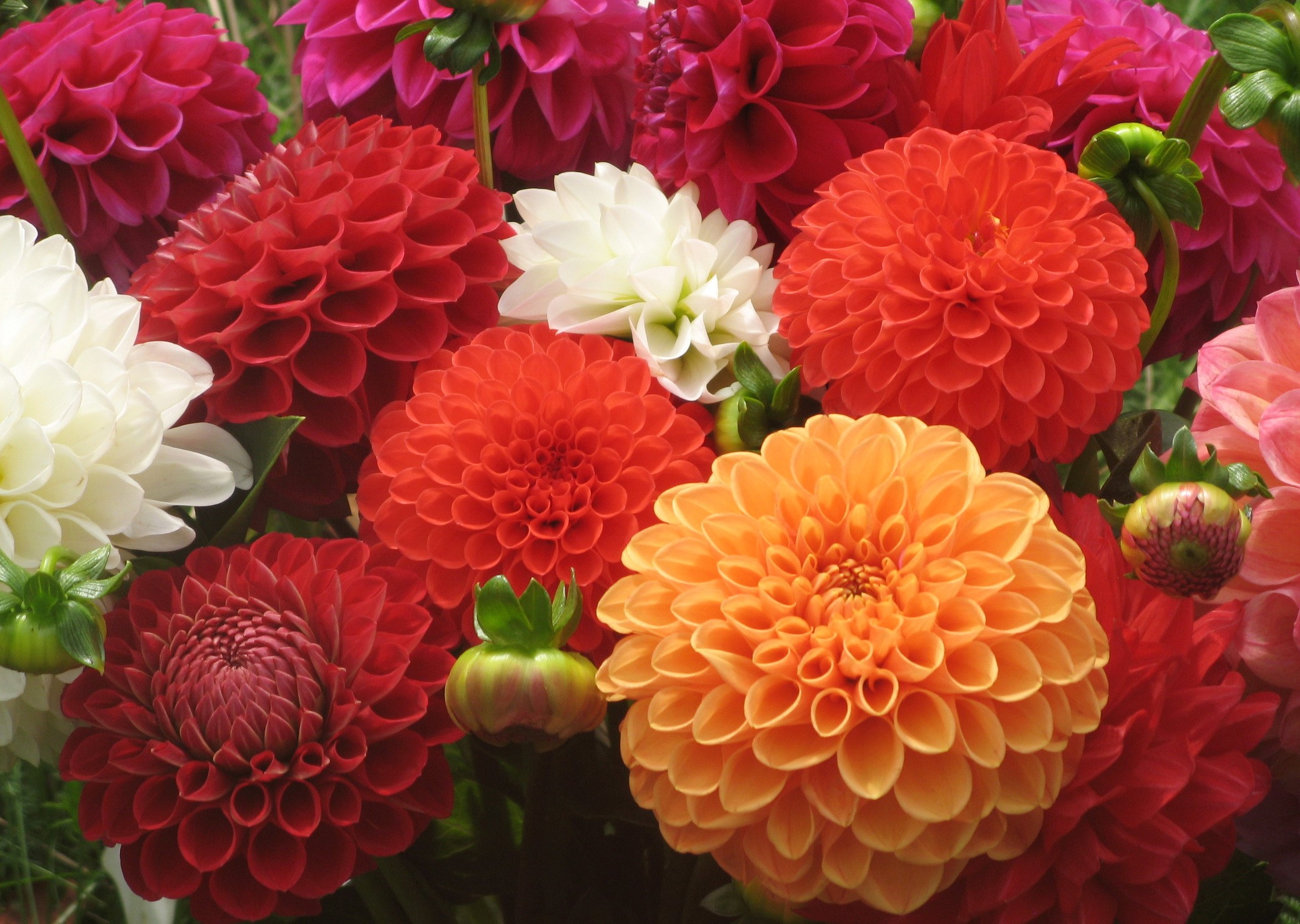 A close-up bouquet of colorful dahlias HD Wallpaper
