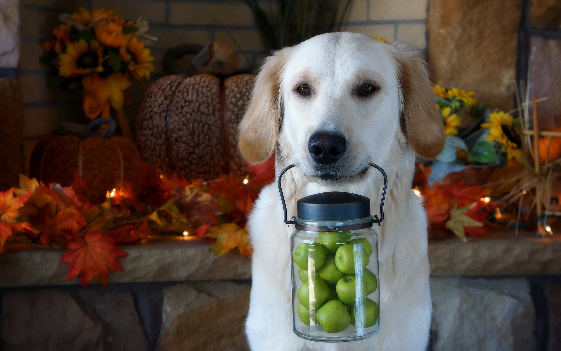 Golden Retriever dog holding a jar of apples HD Wallpaper