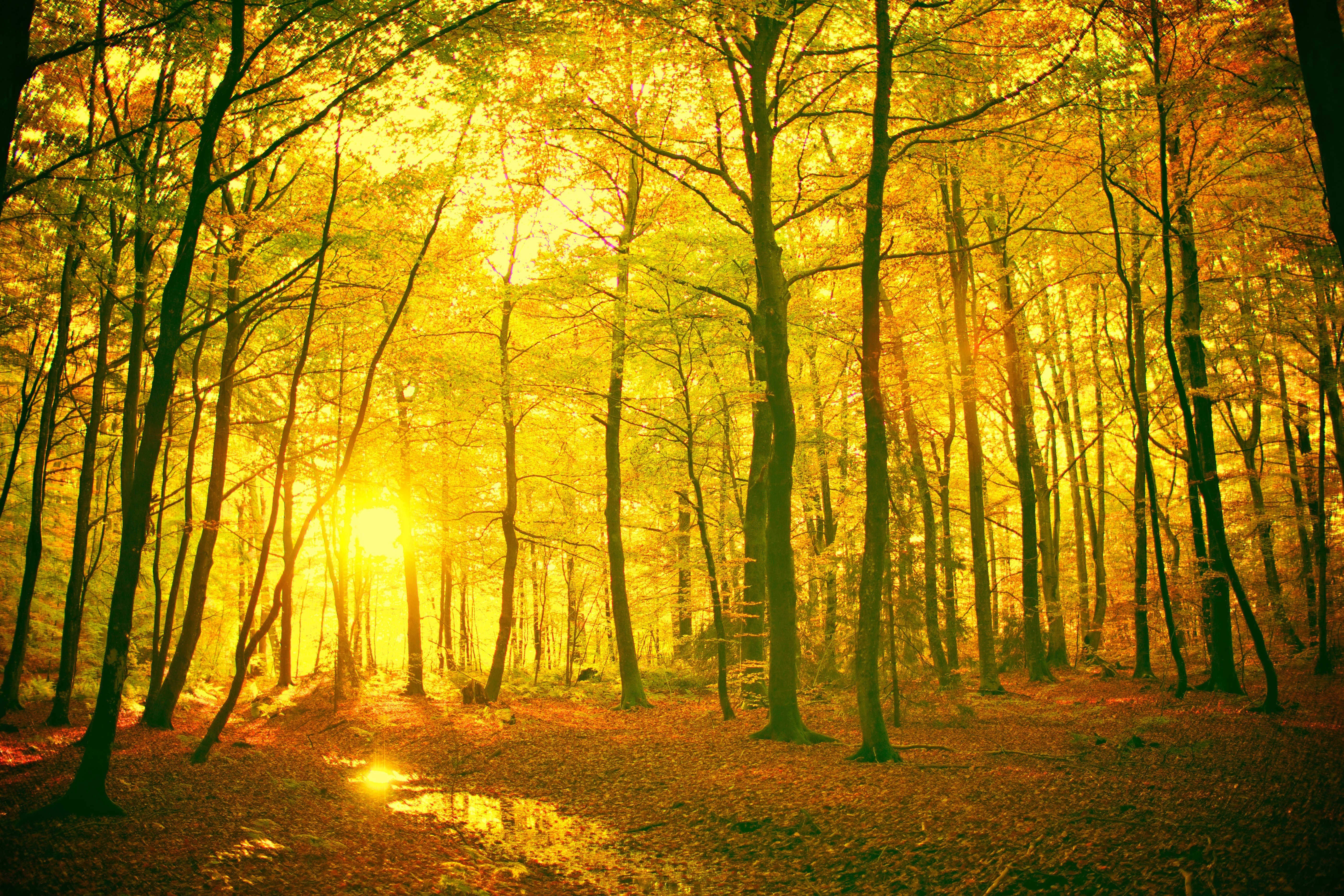 Autumn forest with sunbeams HD Wallpaper
