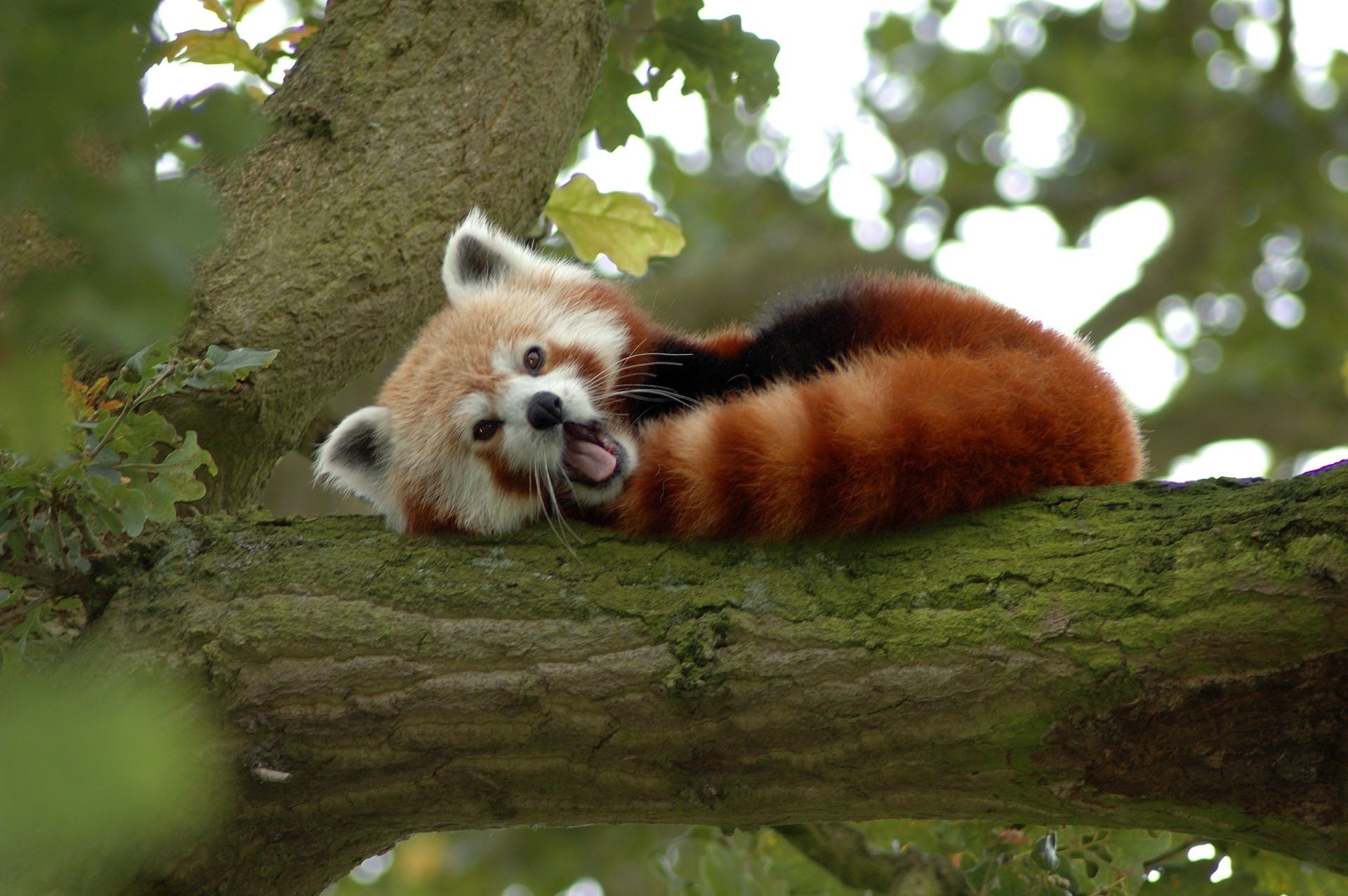 Relaxing Red Panda Resting on Tree Branch HD Wallpaper