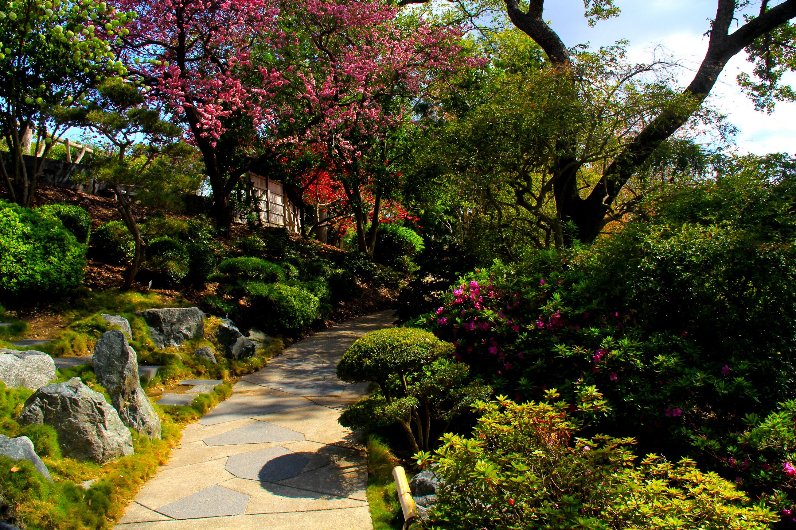 Japanese Garden Path with Cherry Blossoms and Azaleas HD Wallpaper