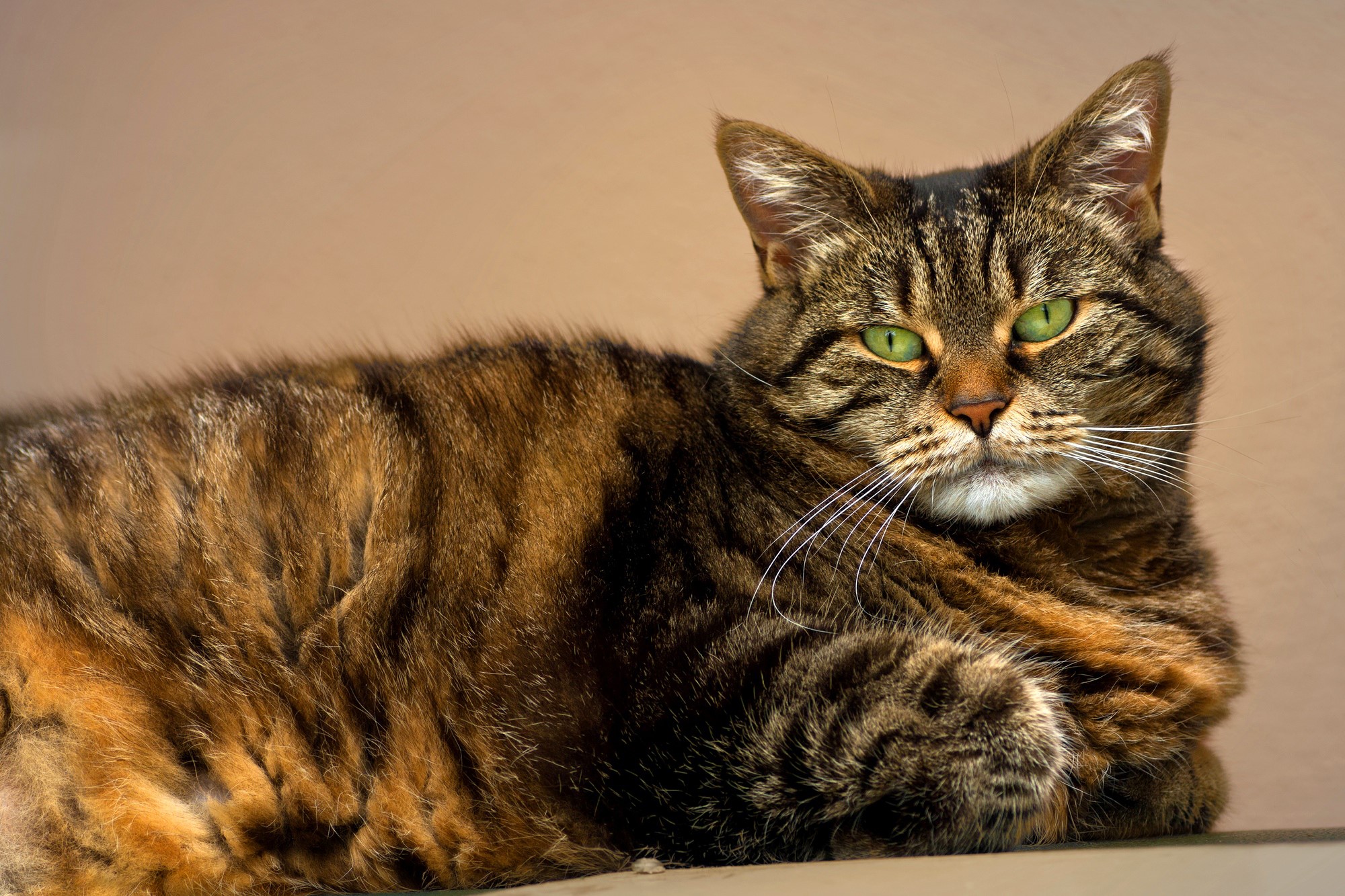 A fluffy tabby cat with green eyes HD Wallpaper