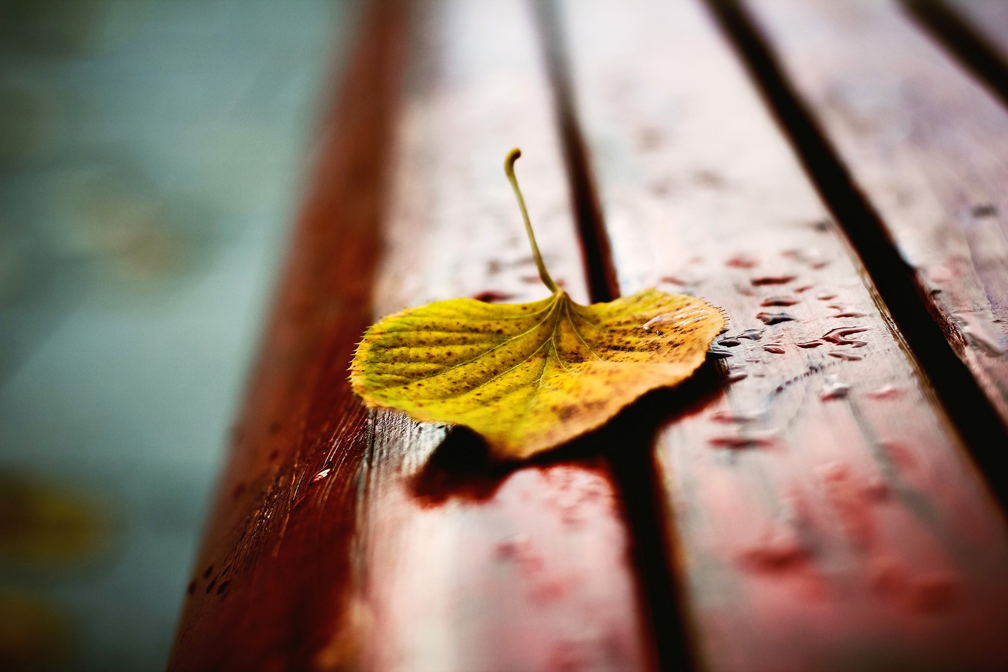Yellow leaf on wet wooden planks HD Wallpaper