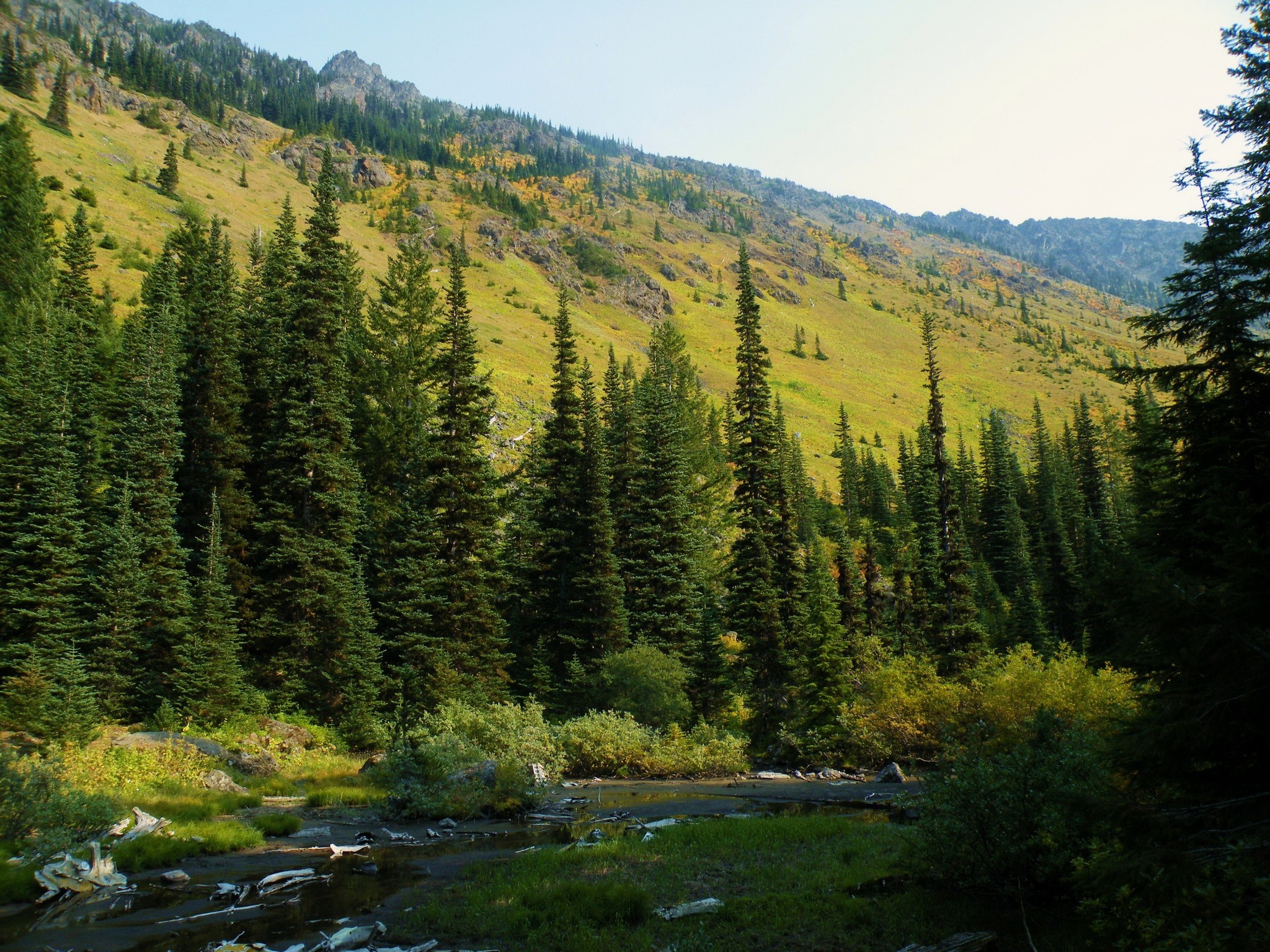Mountain slope with spruce trees and a stream in Washington HD Wallpaper