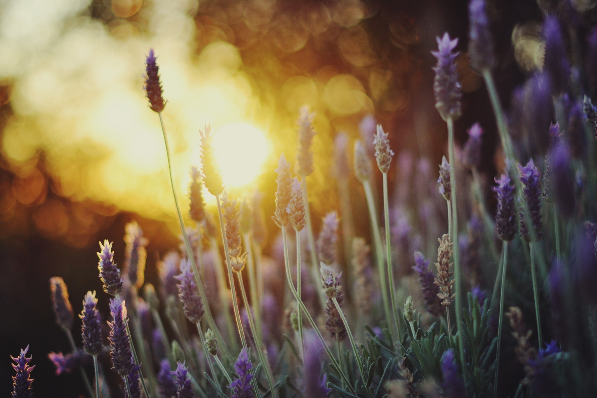 Lavender flowers at sunset HD Wallpaper