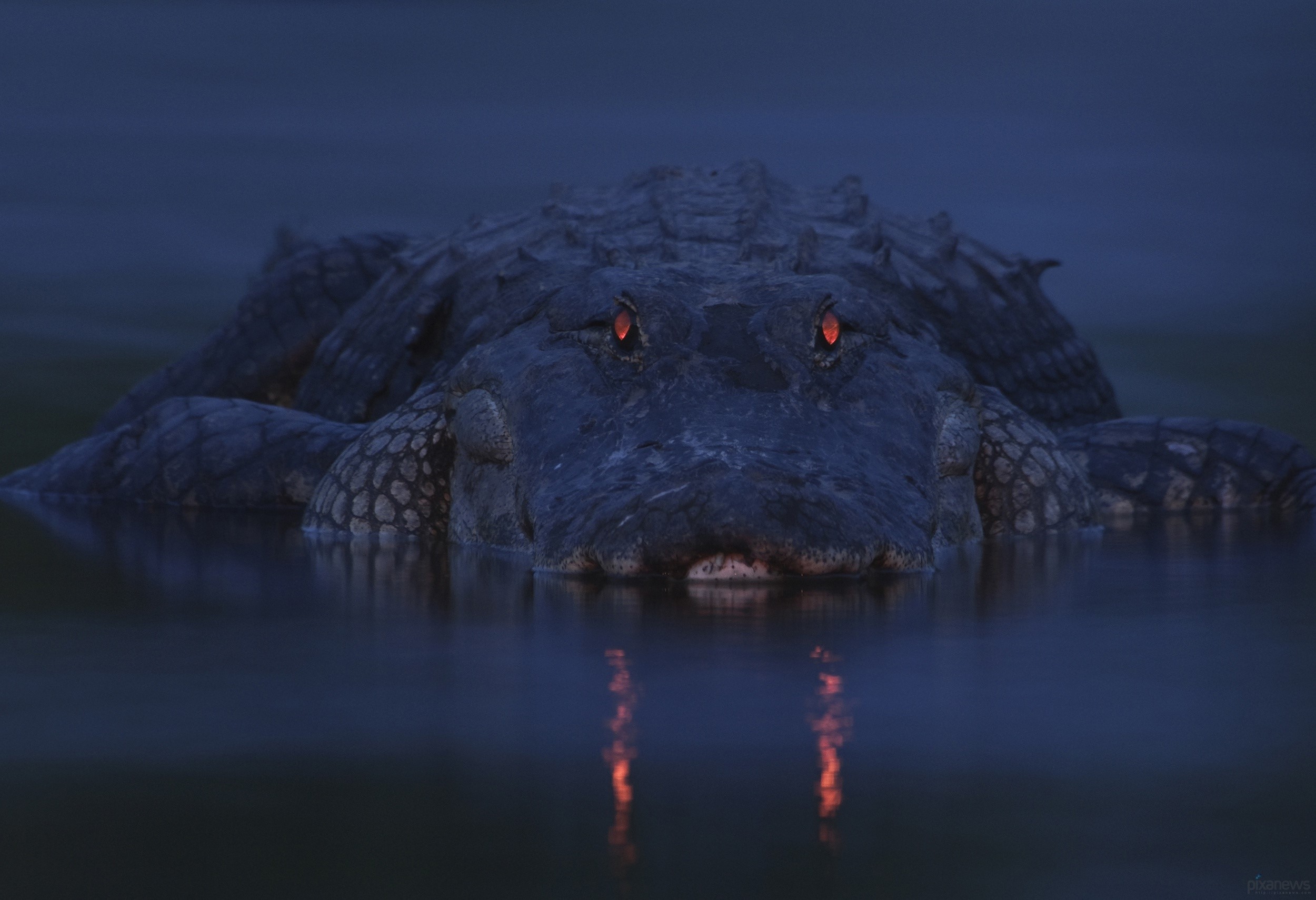 Alligator with glowing red eyes in dark water HD Wallpaper