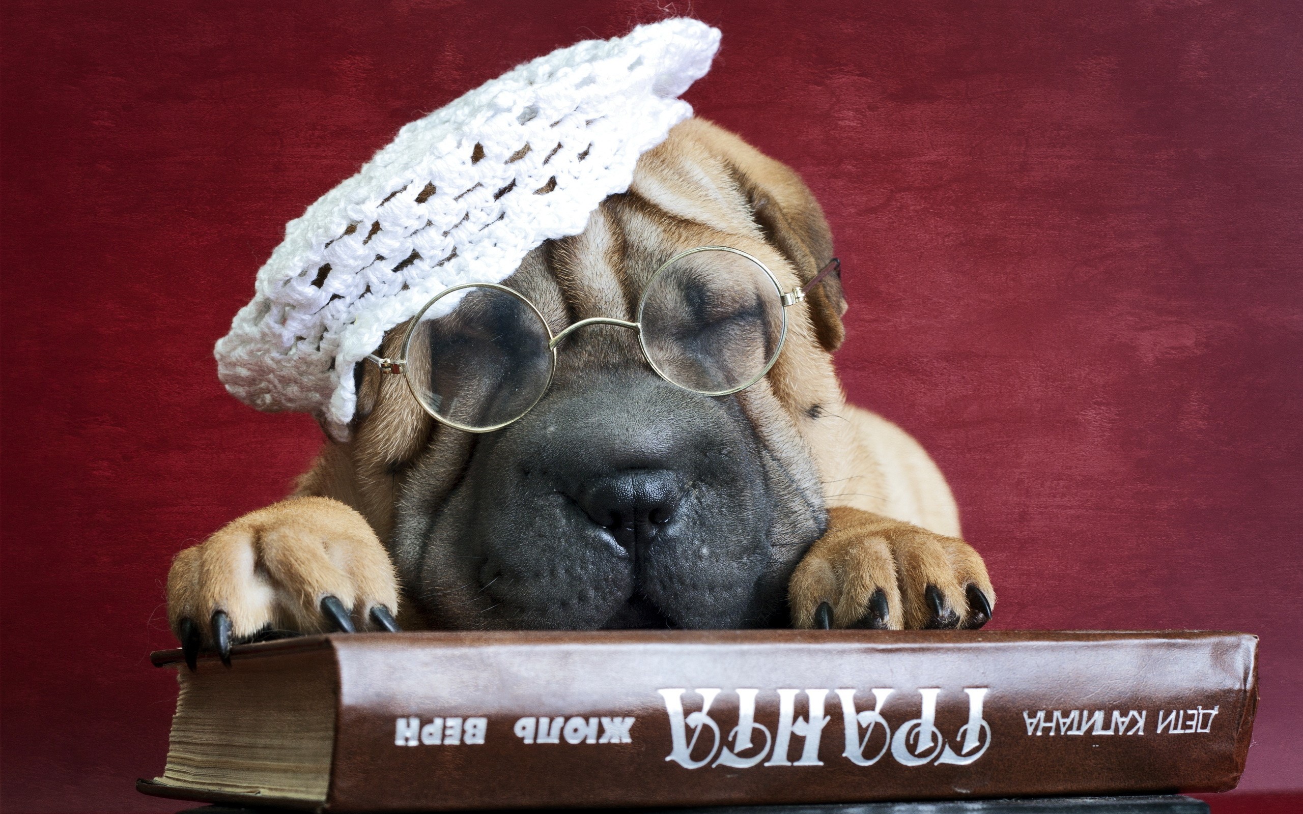 Shar Pei puppy wearing glasses and a hat on a book HD Wallpaper