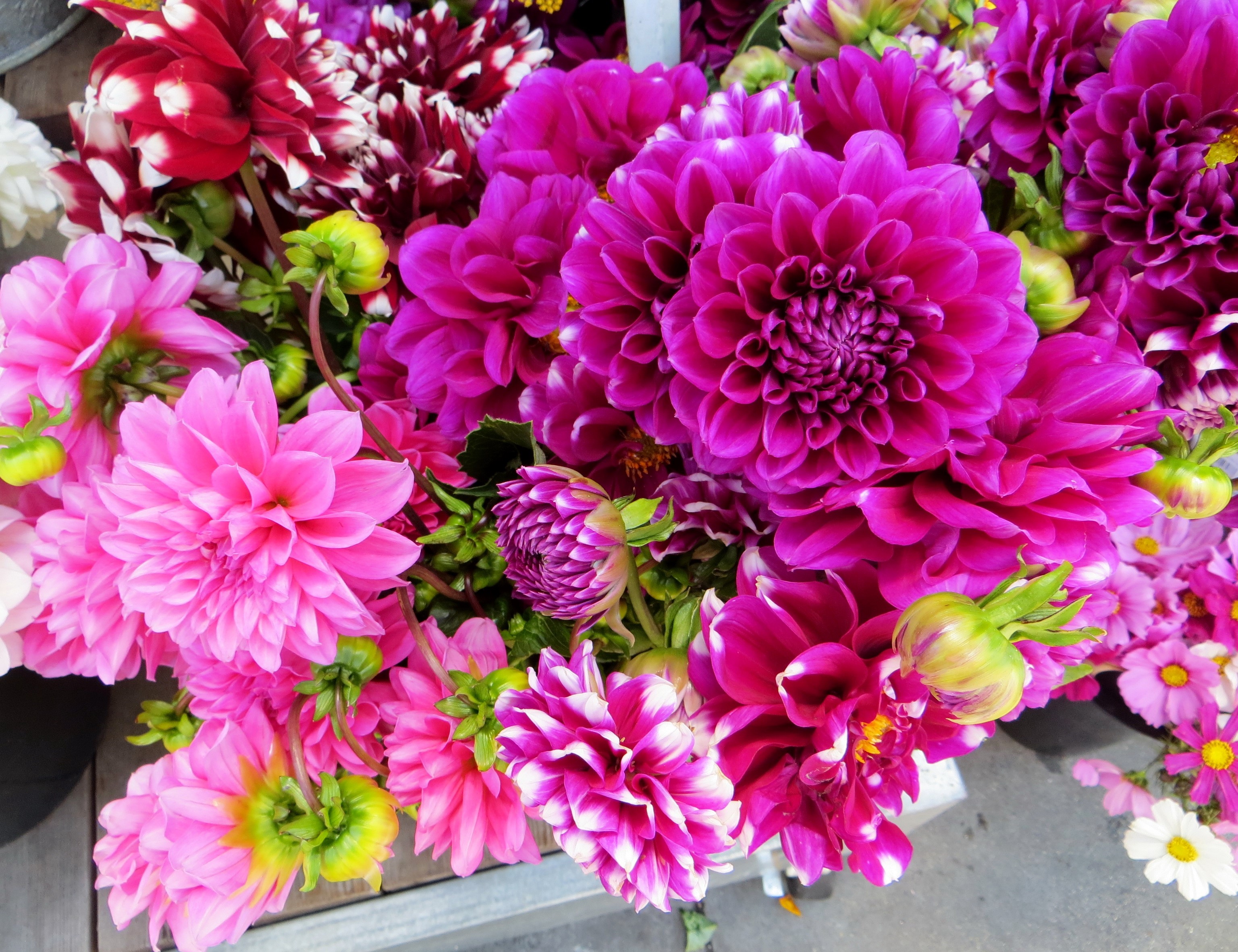 A close-up of a bouquet of vibrant dahlias HD Wallpaper