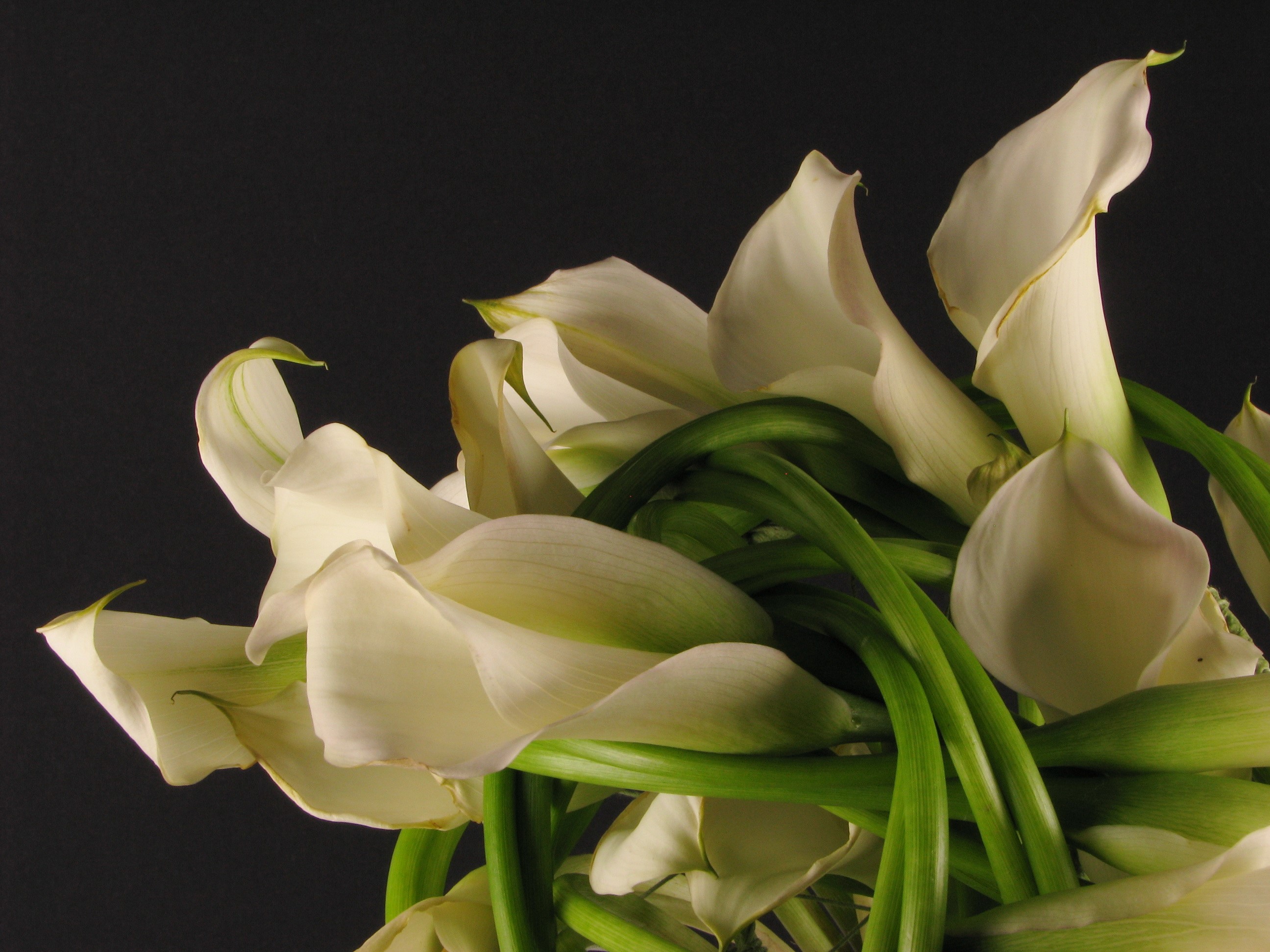 White Calla Lilies with Green Stems HD Wallpaper