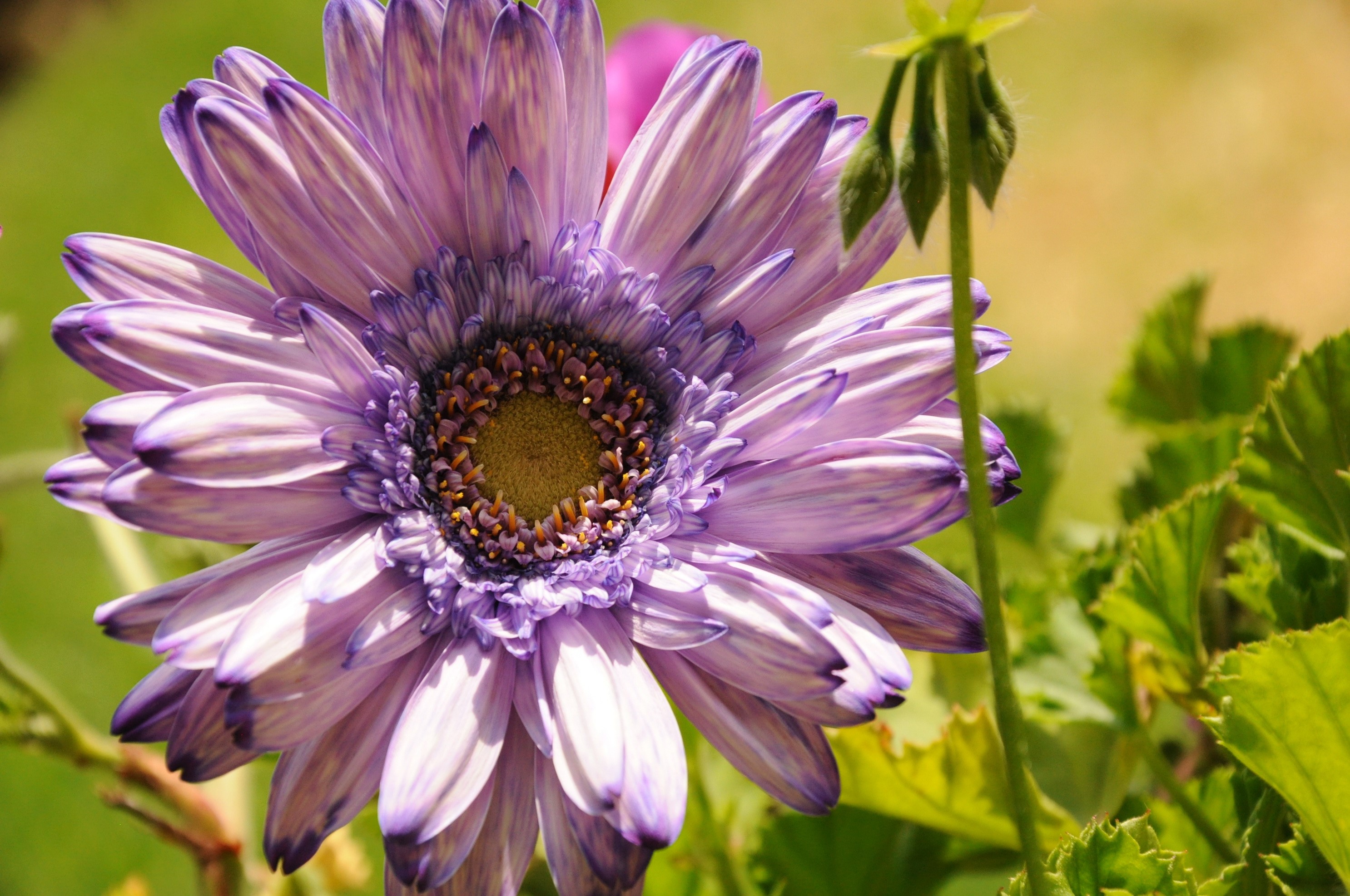 Purple Gerbera Daisy Flower HD Wallpaper