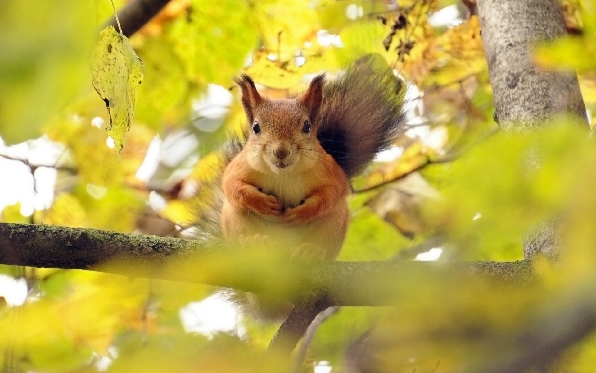 Squirrel sitting on a tree branch in autumn HD Wallpaper