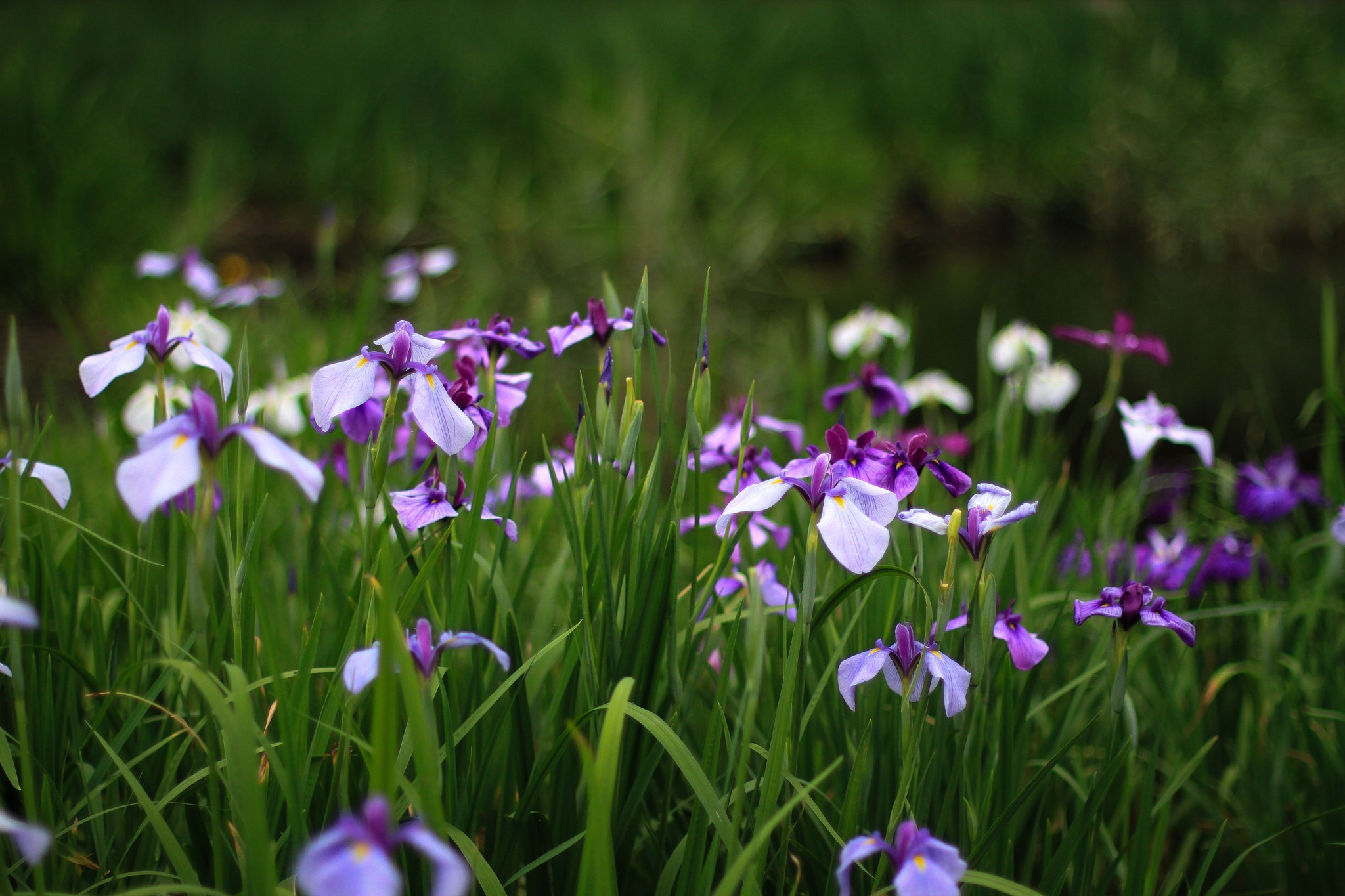 Purple and white irises in green grass HD Wallpaper