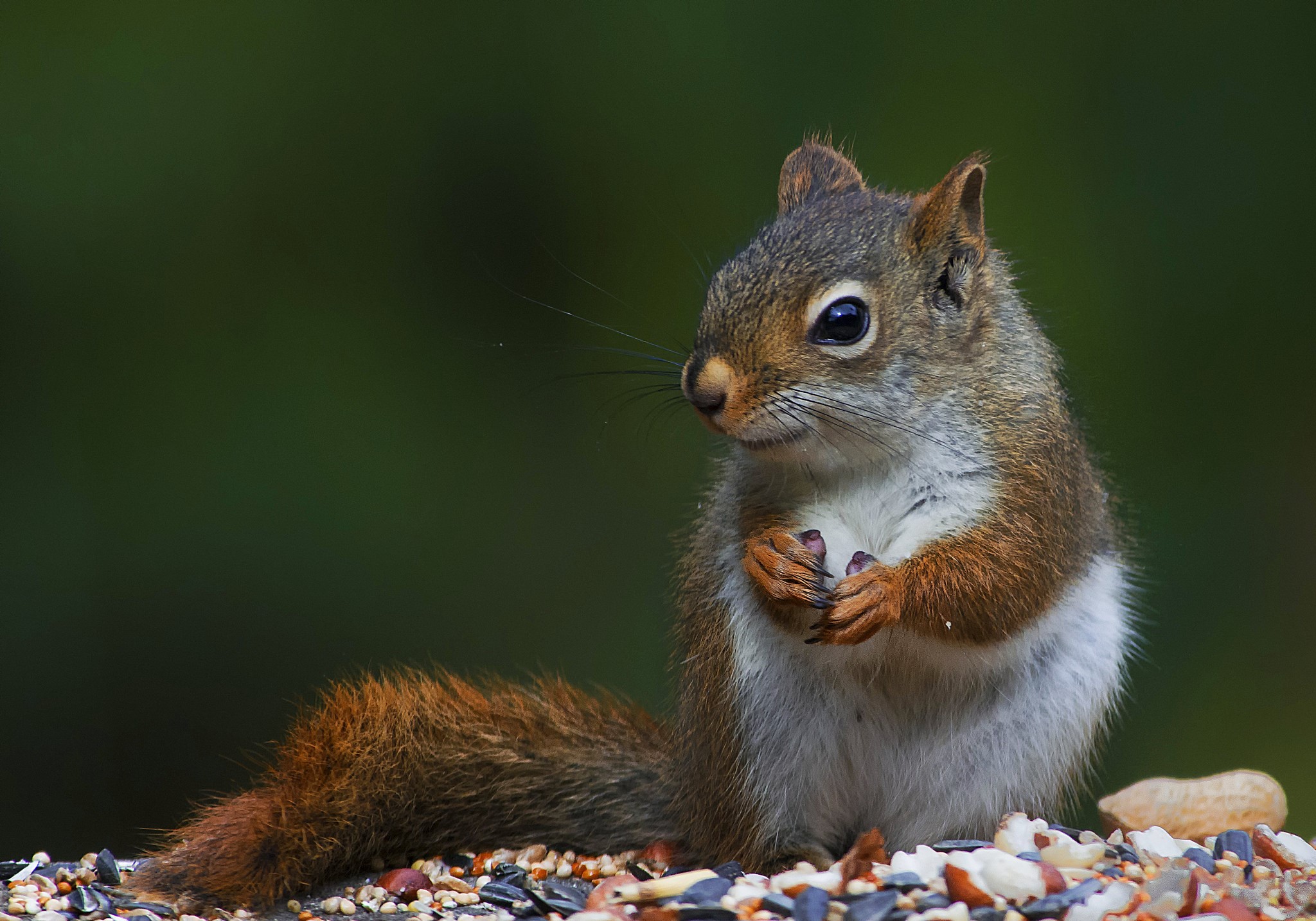 A squirrel sits on a pile of seeds HD Wallpaper