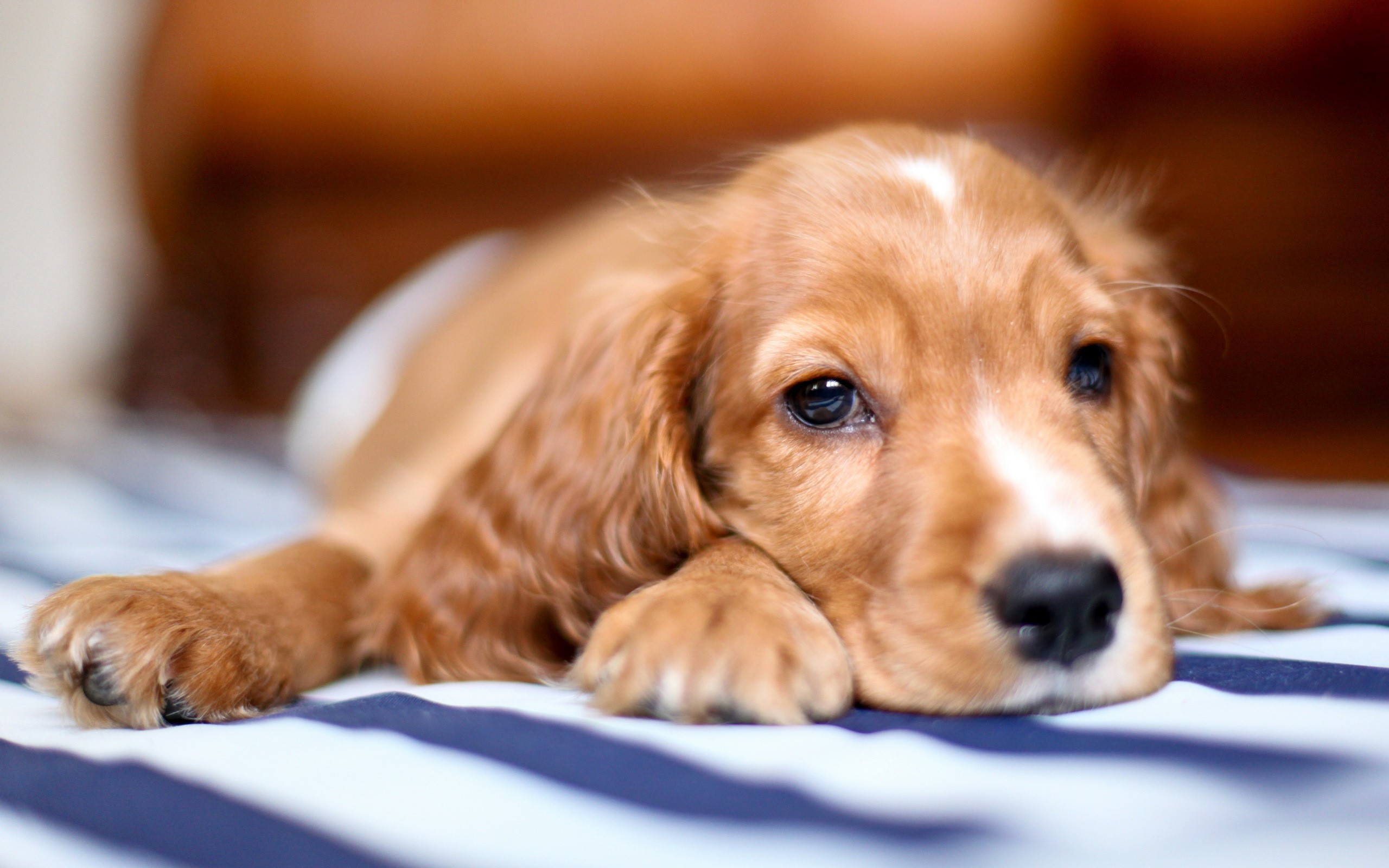 Golden Cocker Spaniel puppy lying down HD Wallpaper