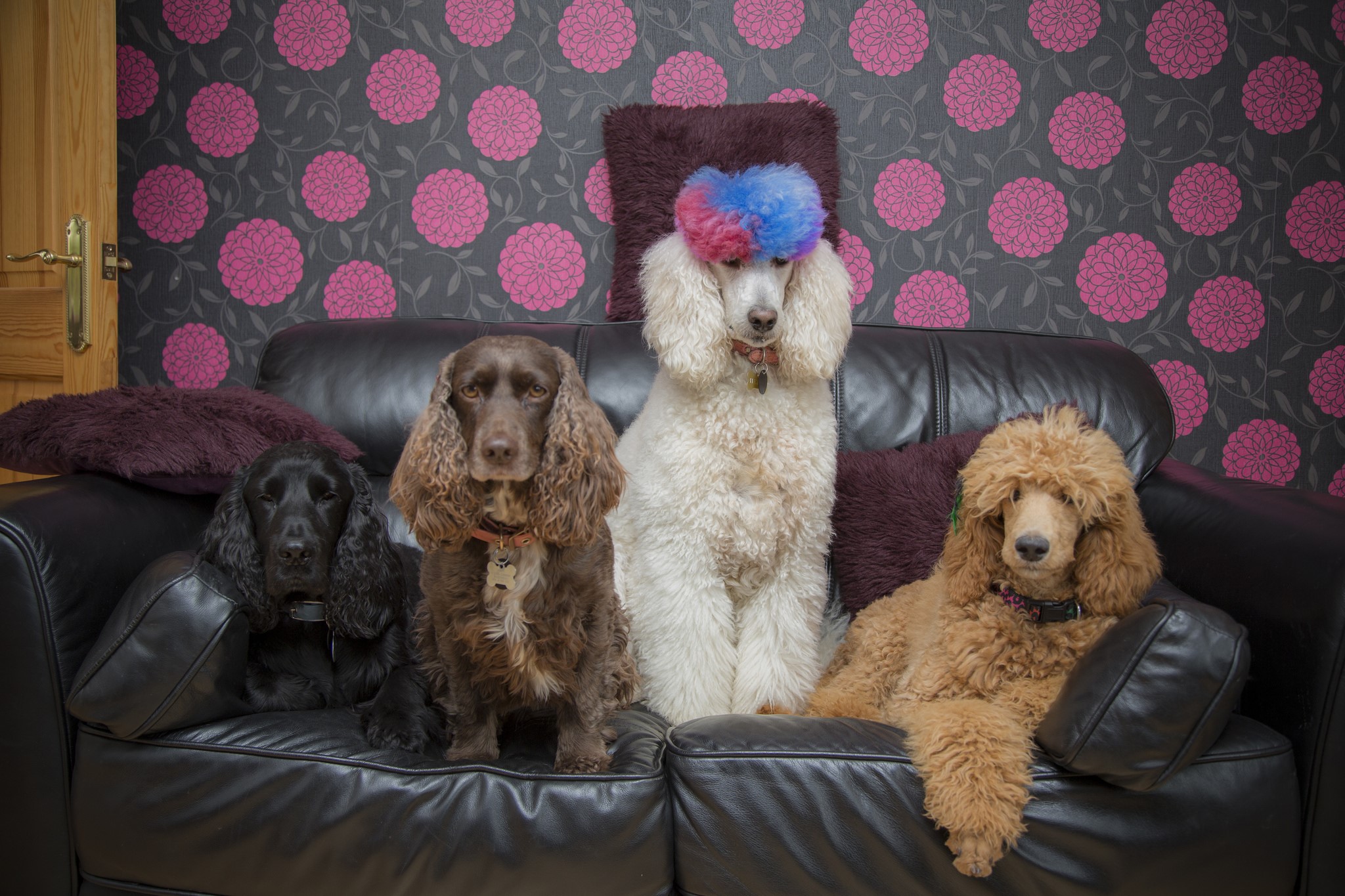 Four dogs on a sofa HD Wallpaper