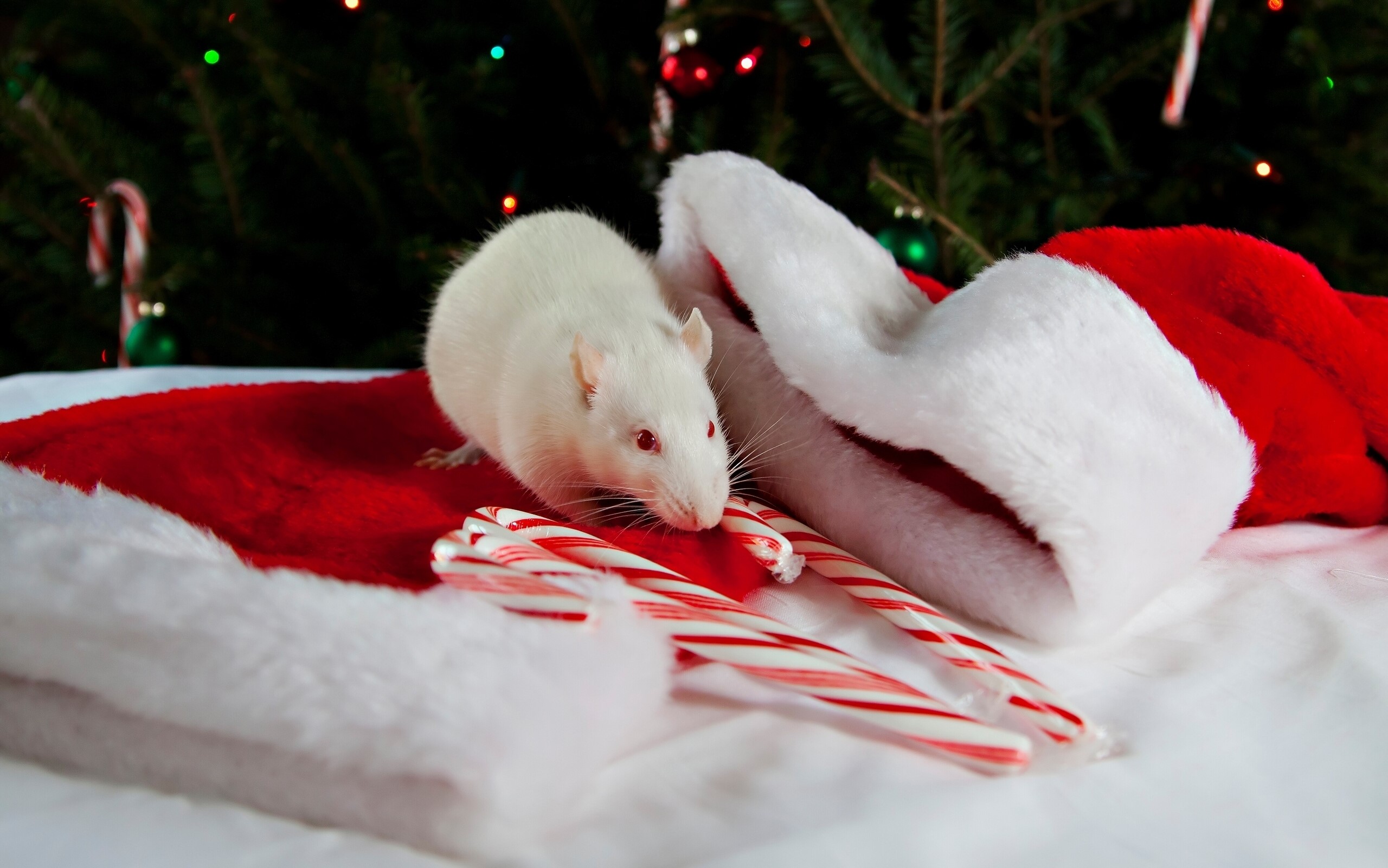 White rat with candy canes and Santa hat HD Wallpaper