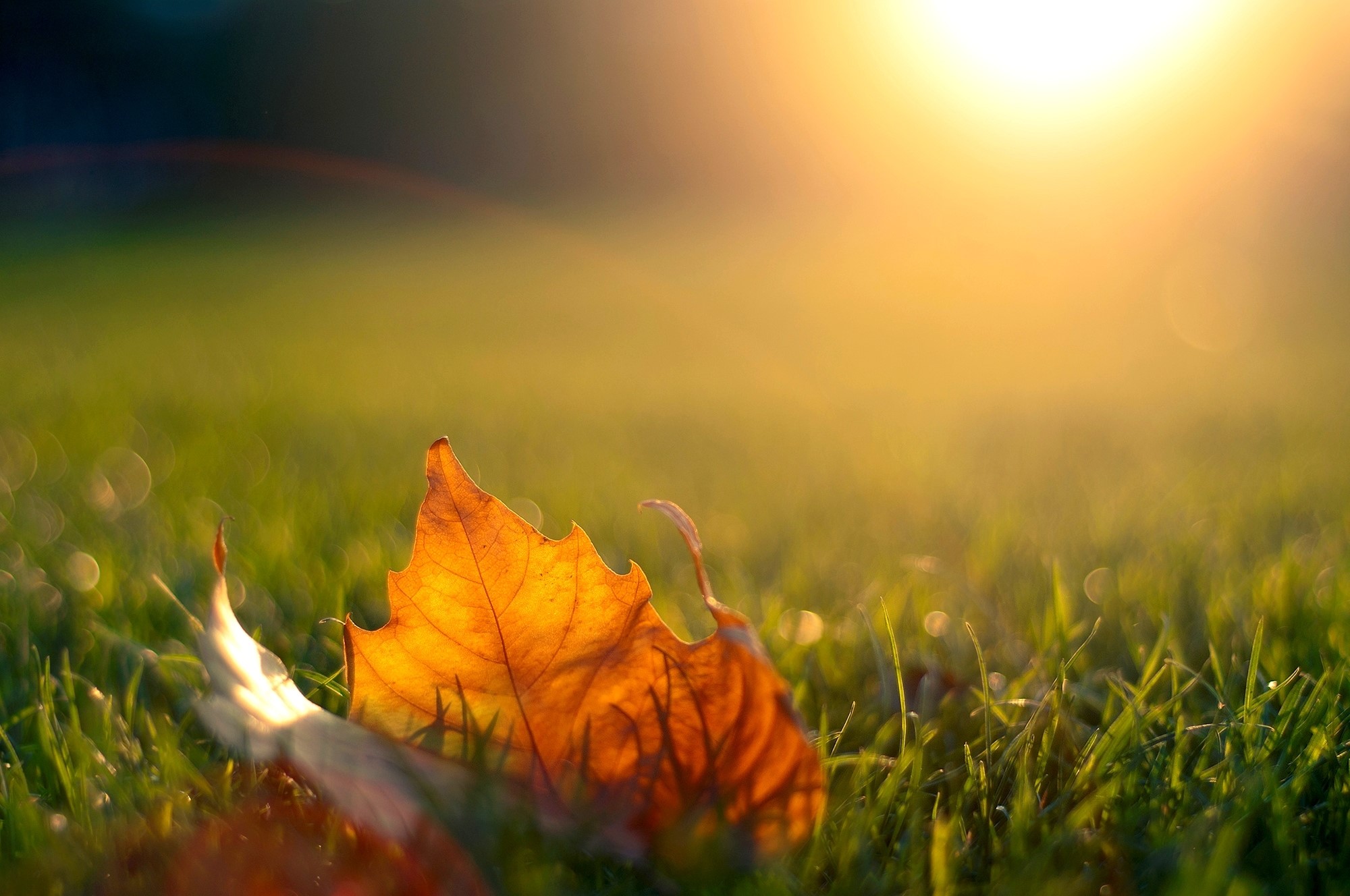 Autumn leaf on grass with sun flare HD Wallpaper