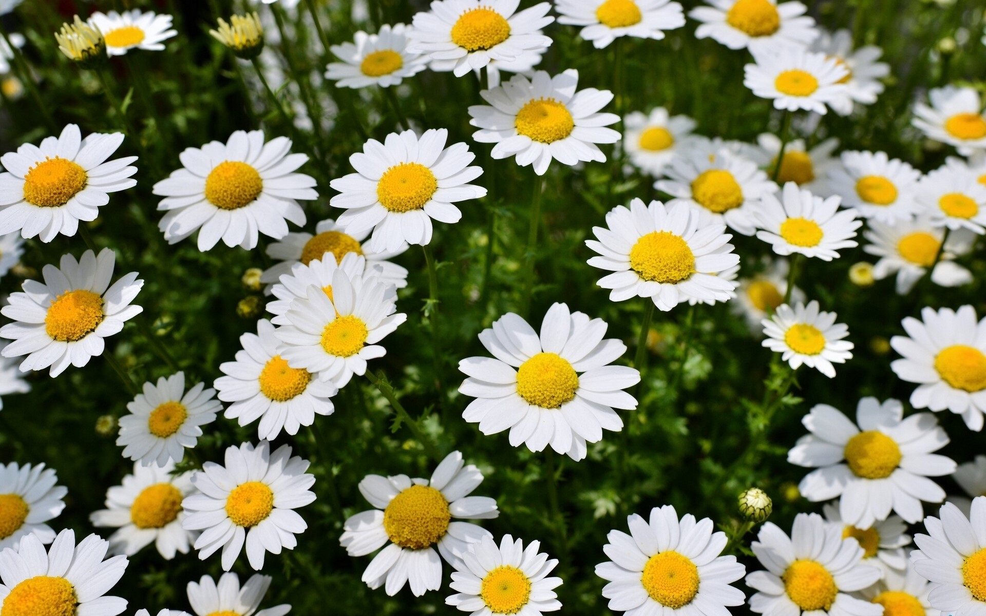 Many white camomiles with yellow centers HD Wallpaper
