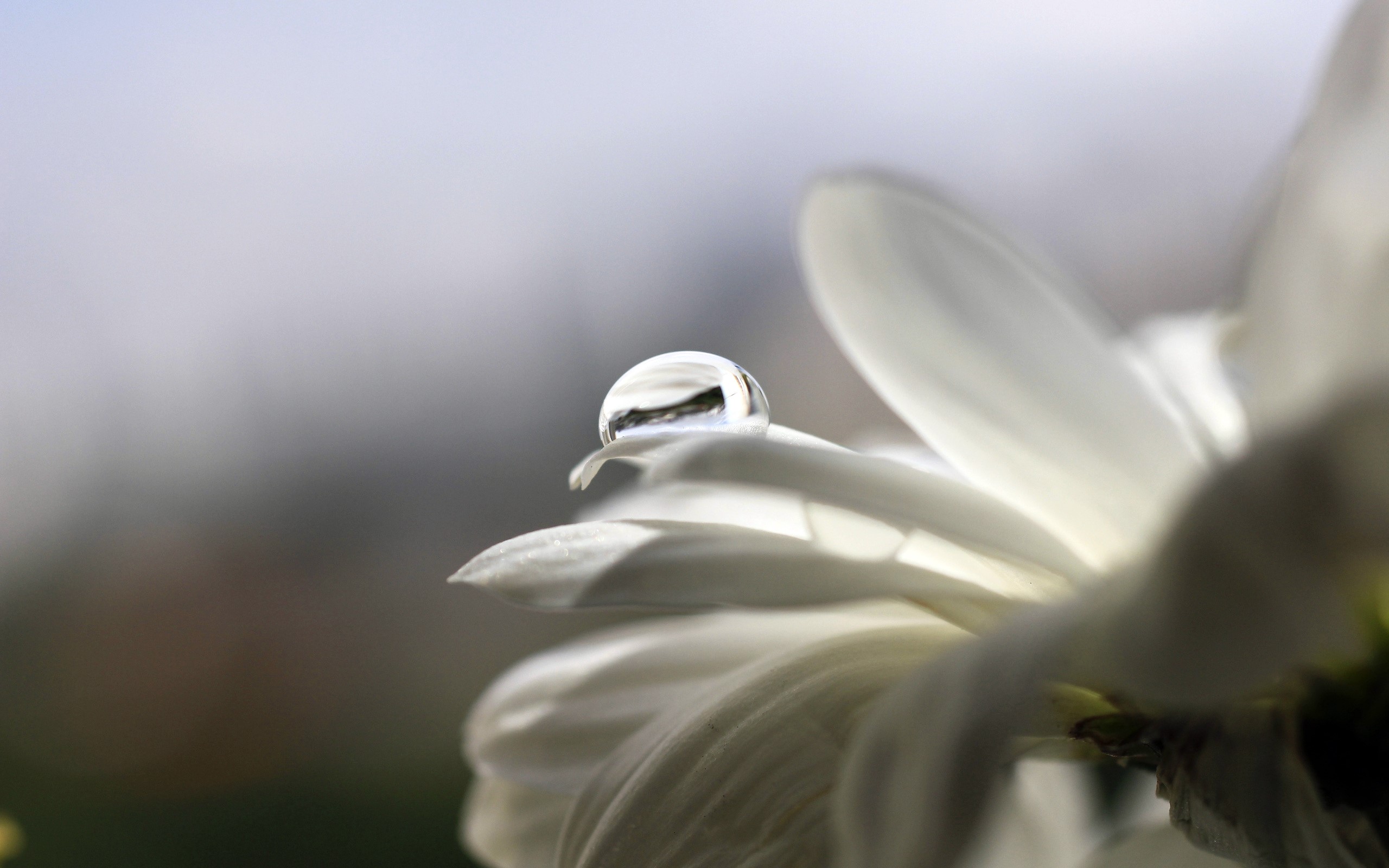 Water drop on a white flower petal HD Wallpaper