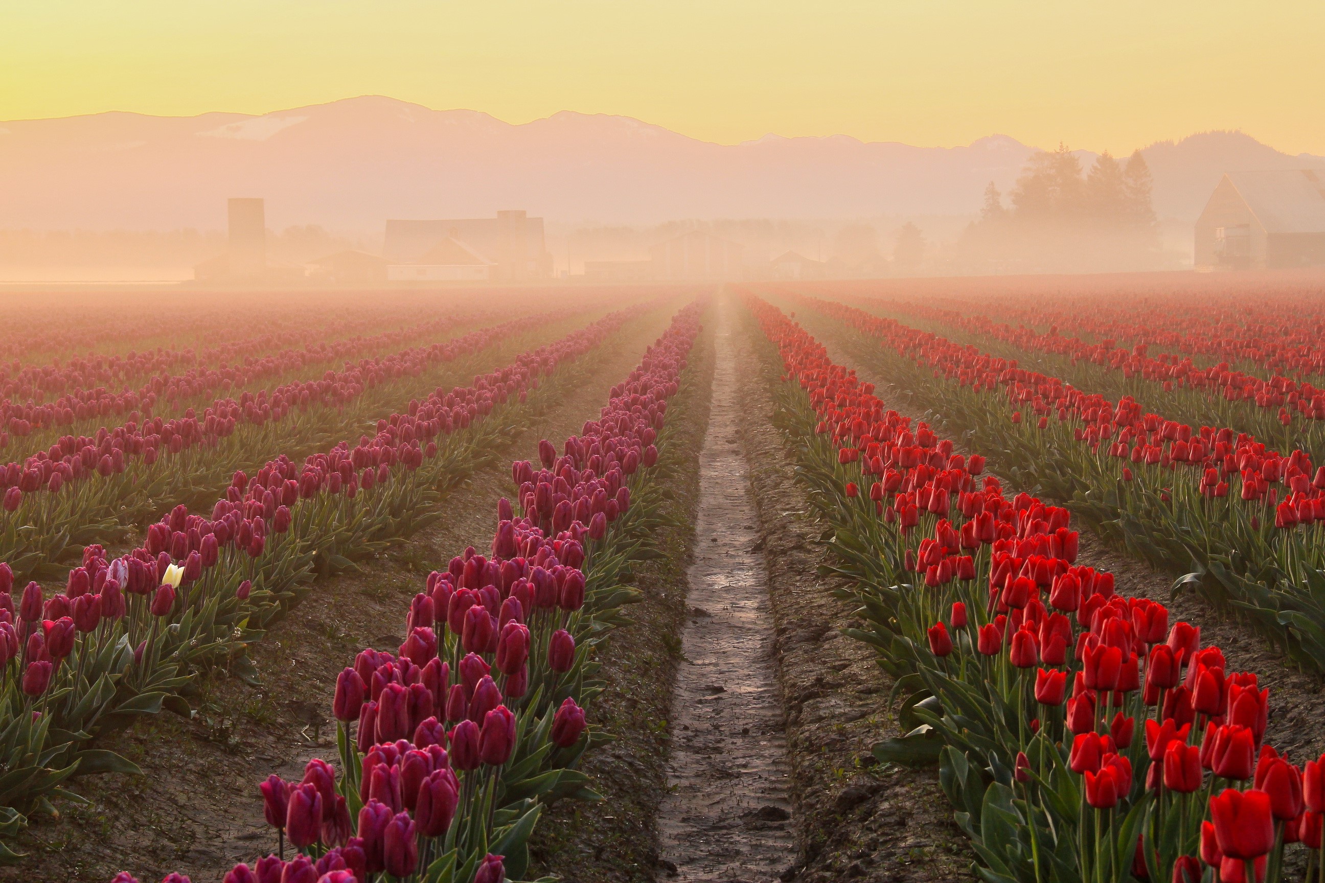 Rows of red and purple tulips in fog at sunrise HD Wallpaper