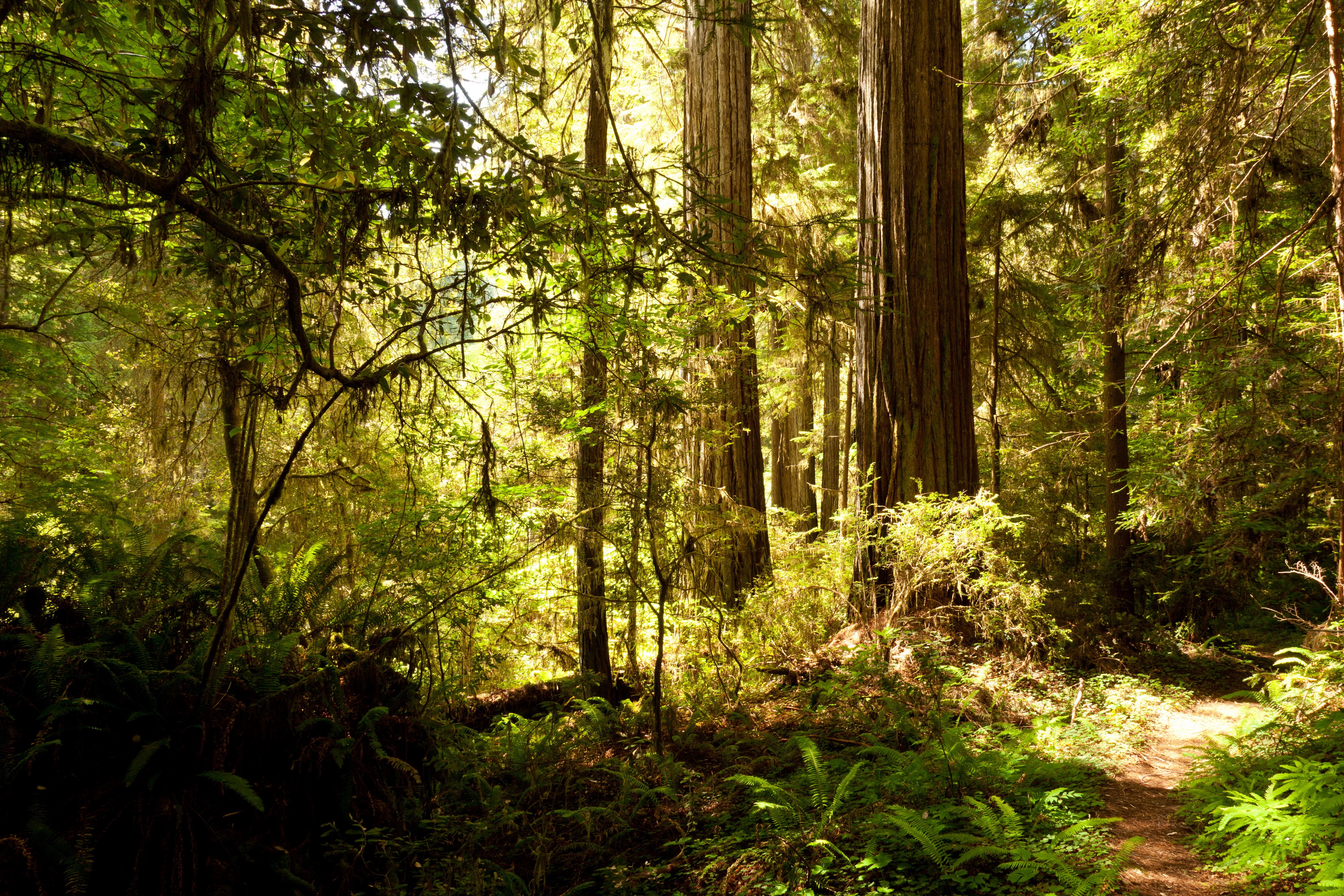 Redwood Forest in California HD Wallpaper