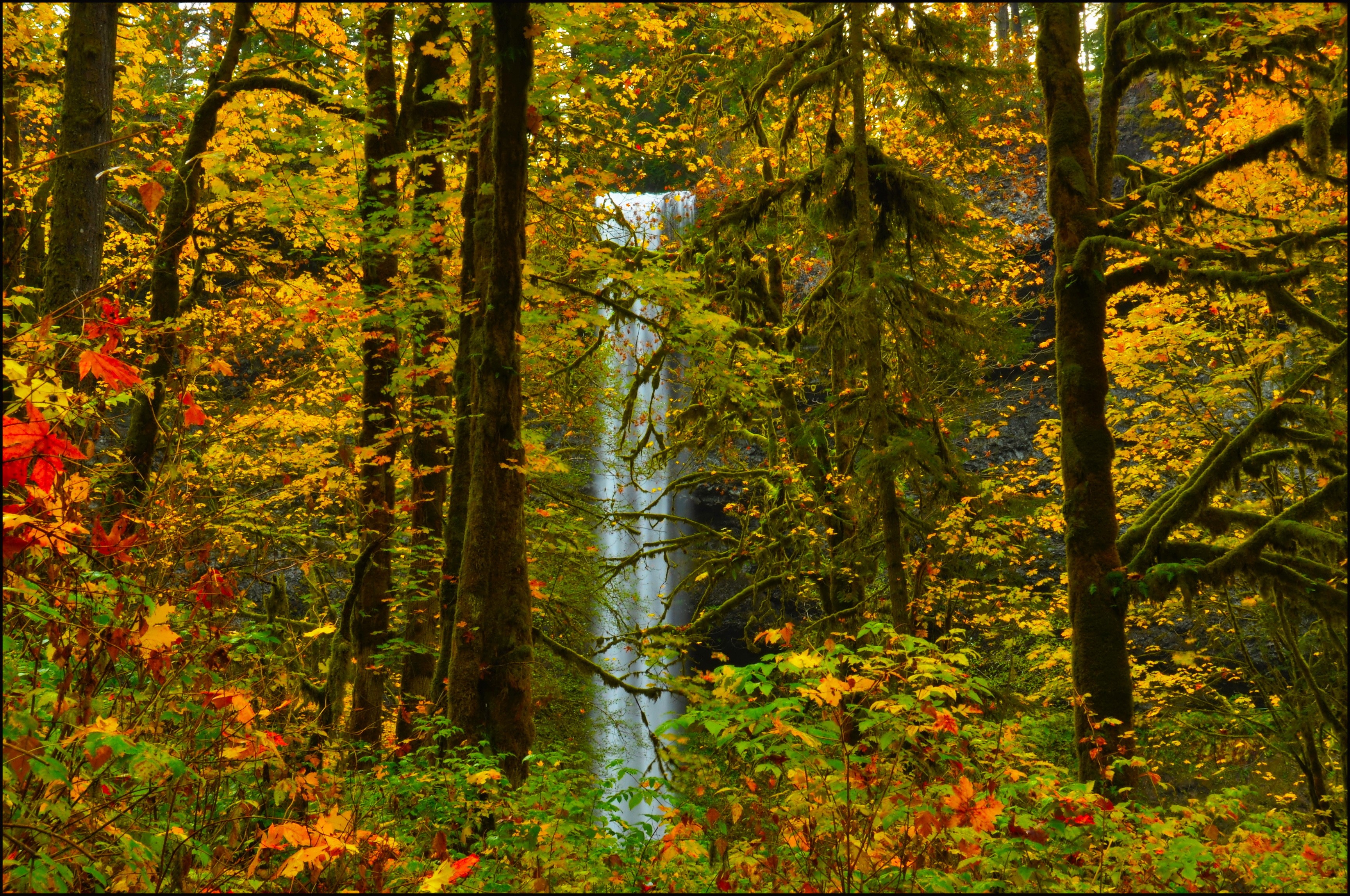 Waterfall in a forest during autumn HD Wallpaper