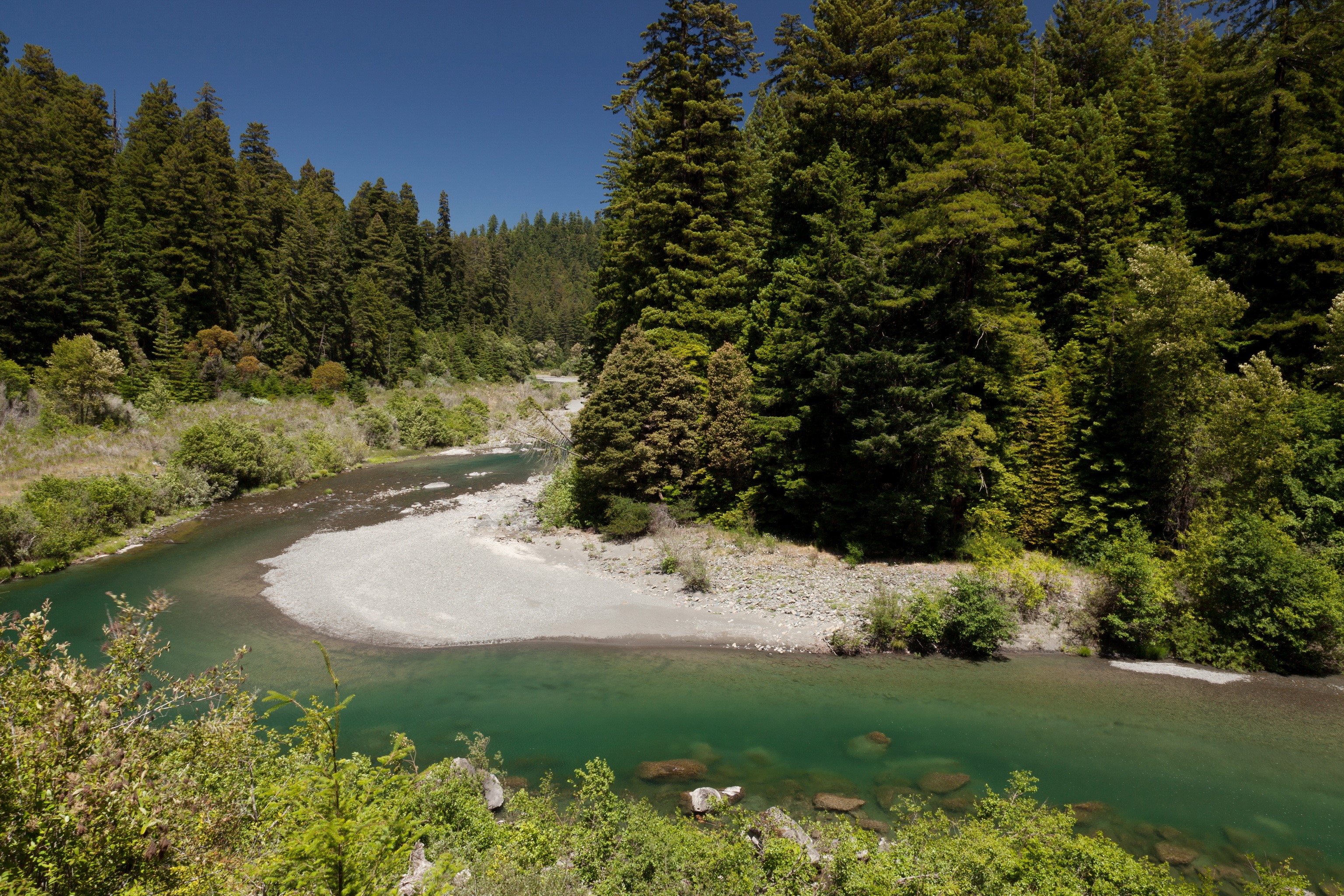River flowing through redwood forest in USA HD Wallpaper