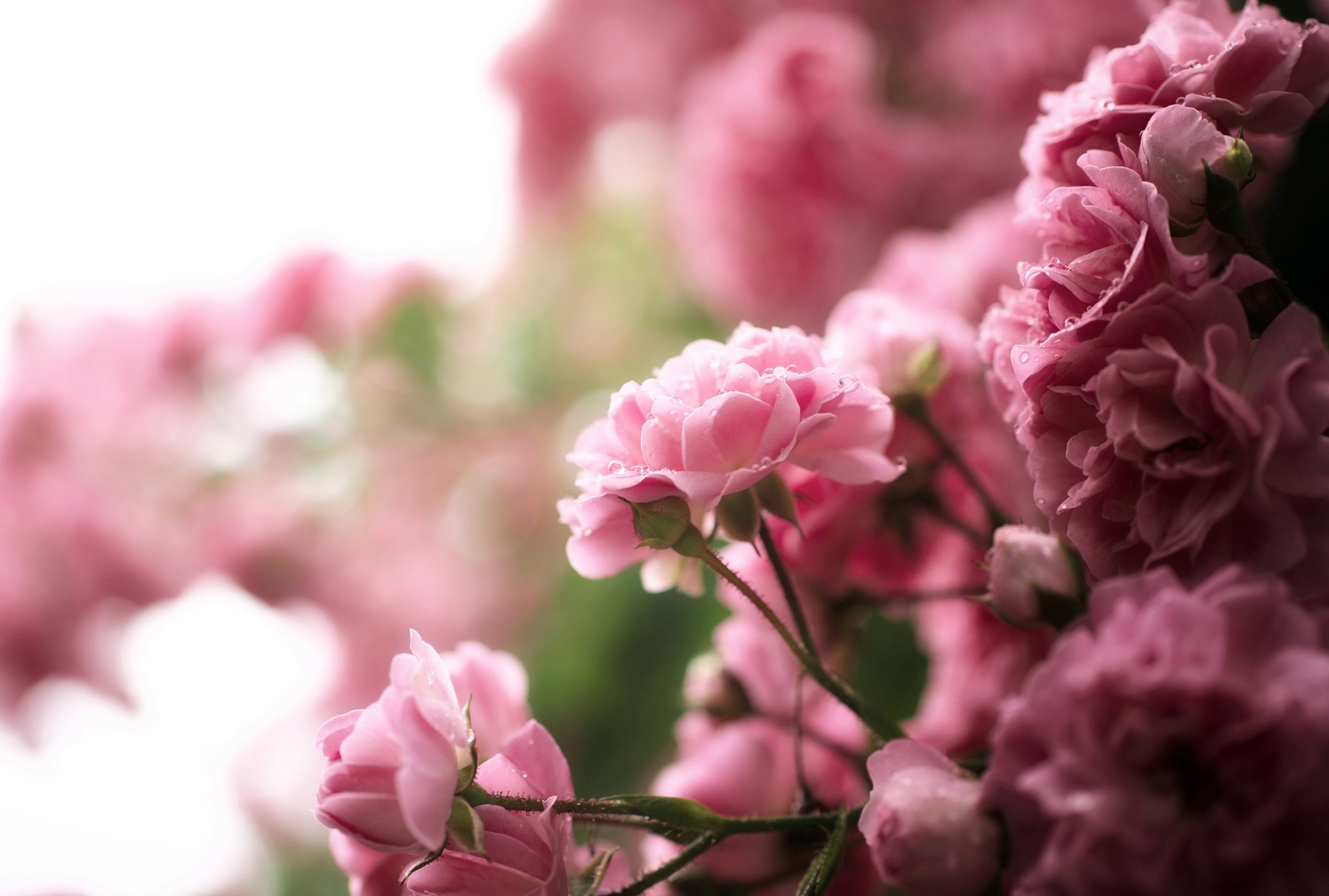 Pink roses with water droplets HD Wallpaper