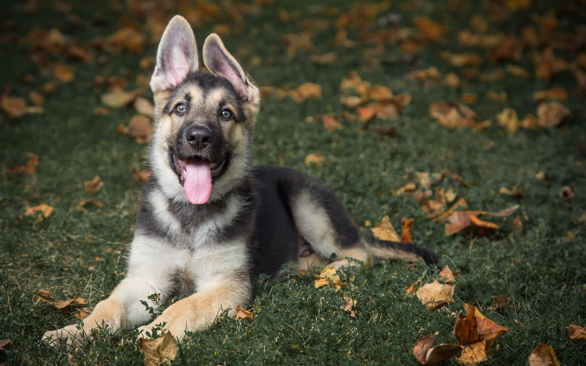 German Shepherd puppy lying on grass with fallen leaves HD Wallpaper