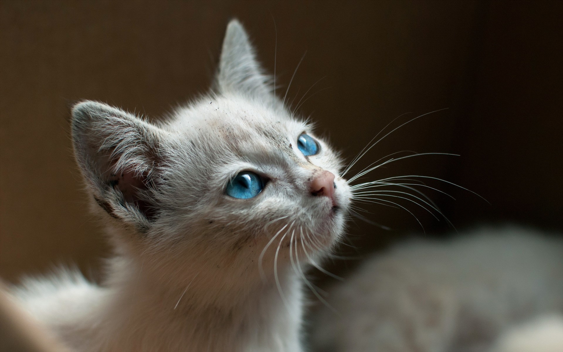 Close-up of a kitten with bright blue eyes HD Wallpaper