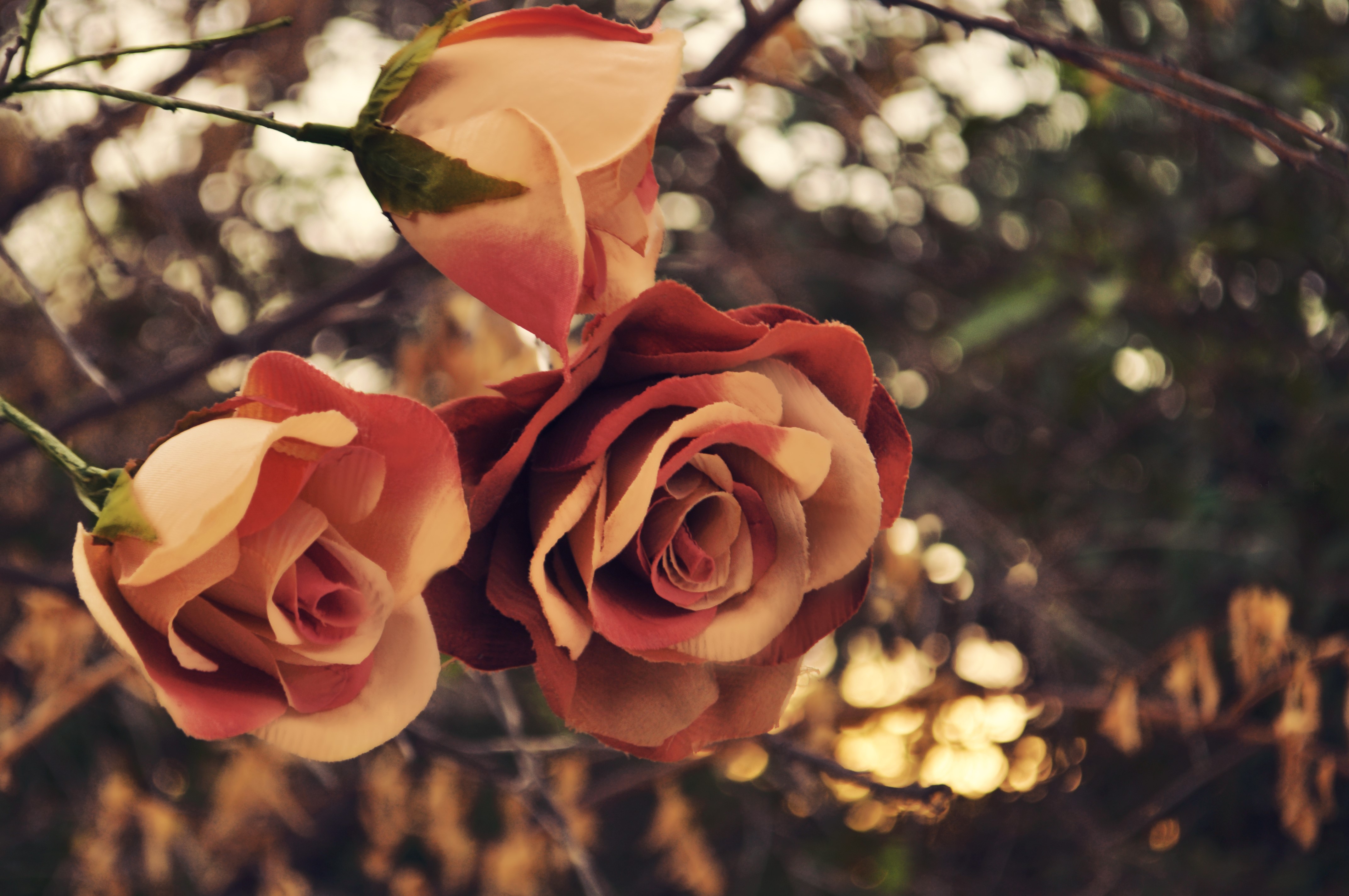 4K Roses Closeup Orange HD Wallpaper