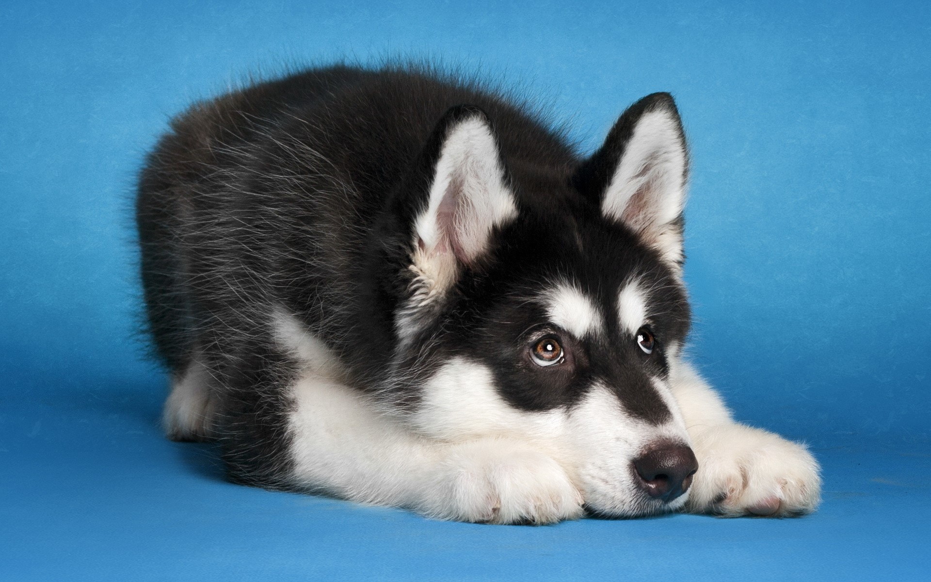 Husky puppy lying down on a blue background HD Wallpaper