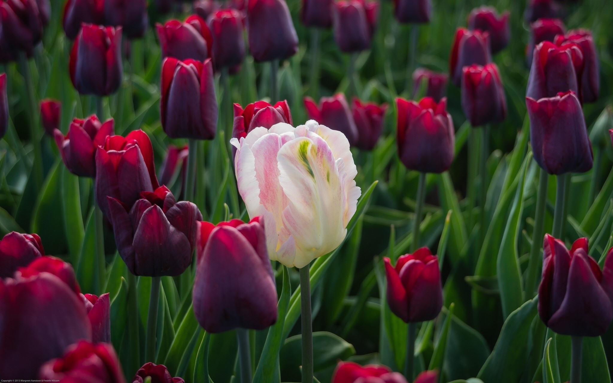 A field of dark red and white tulips HD Wallpaper
