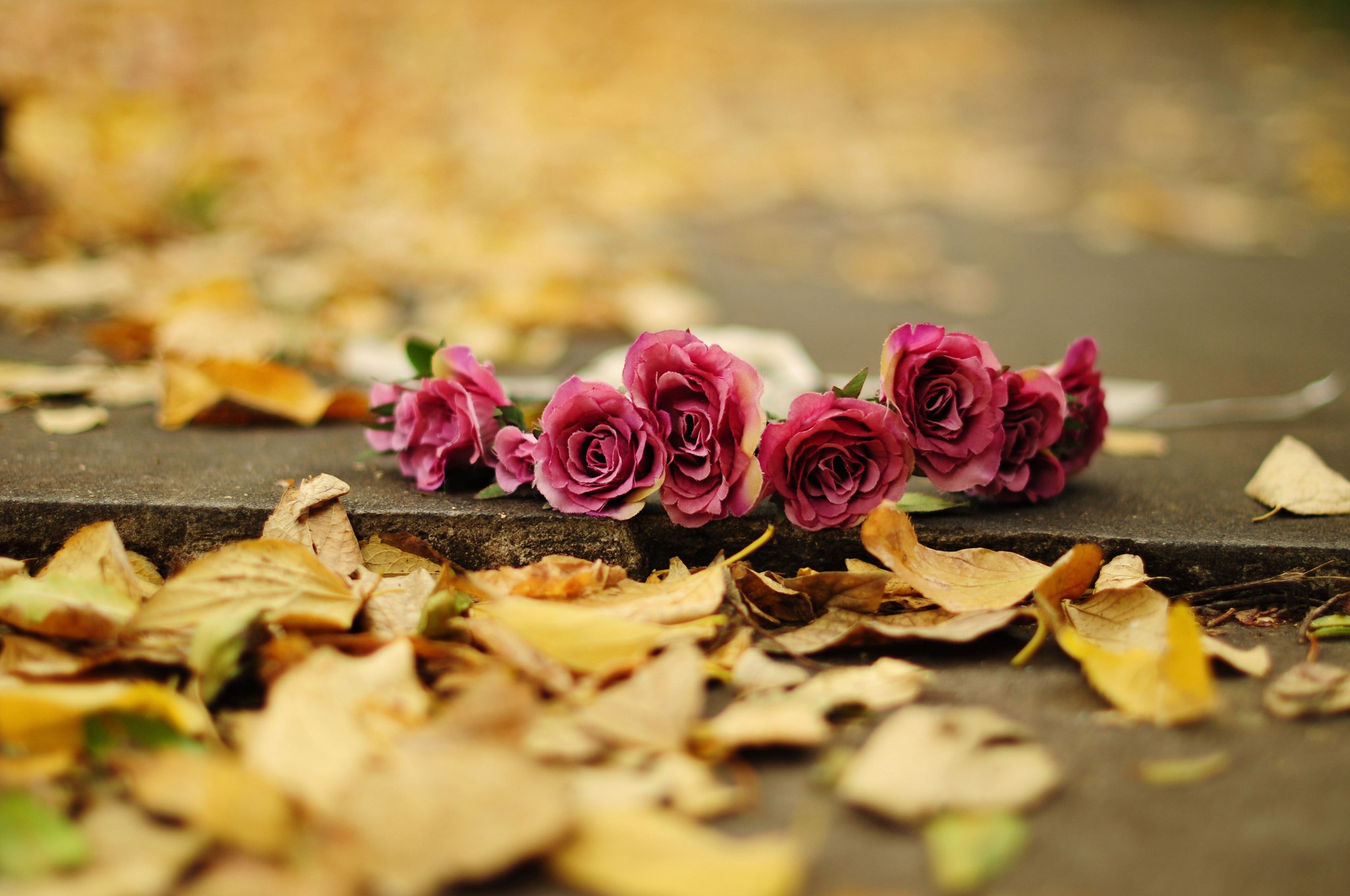 Pink roses on a stone ledge with autumn leaves HD Wallpaper